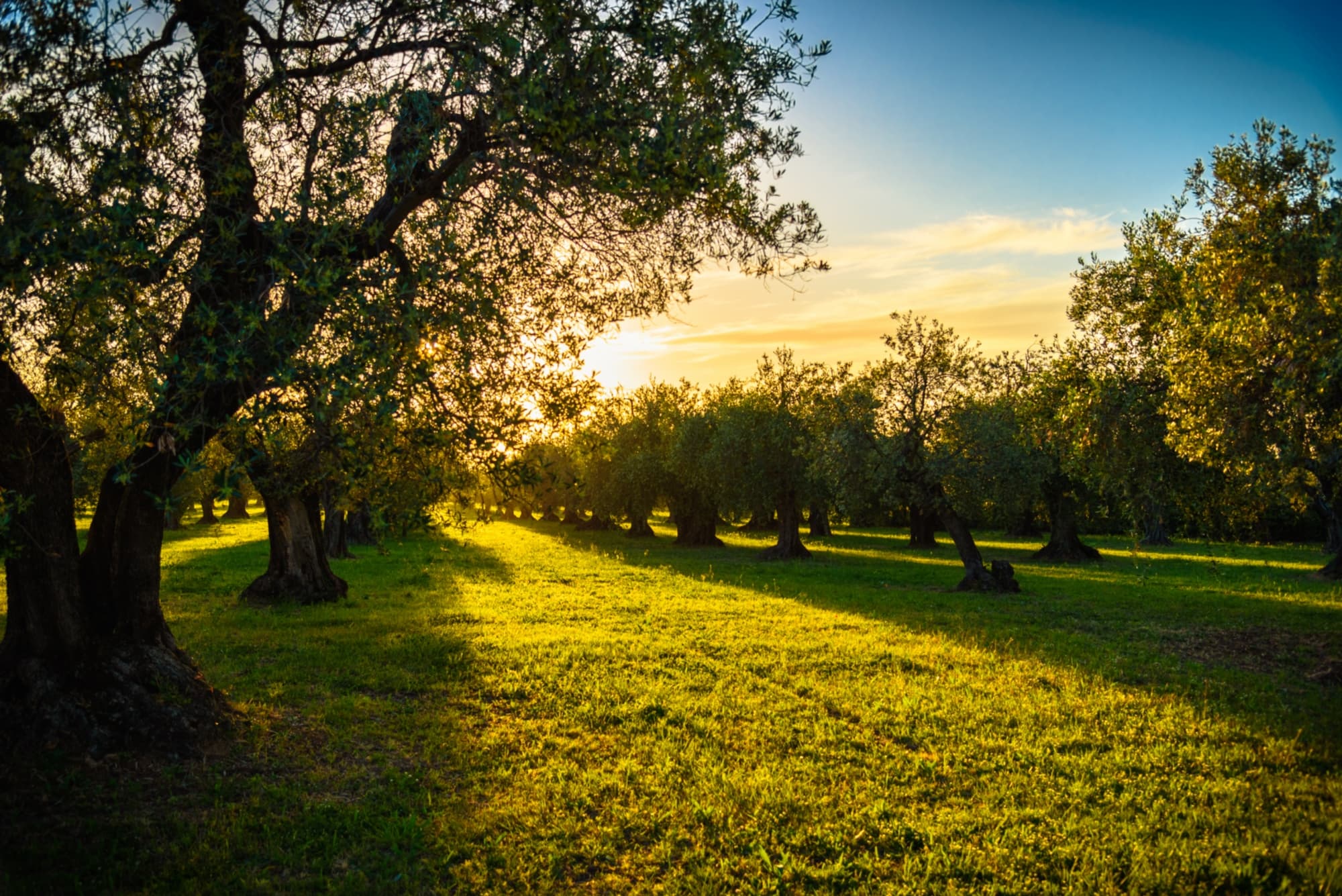 Olivi della Toscana