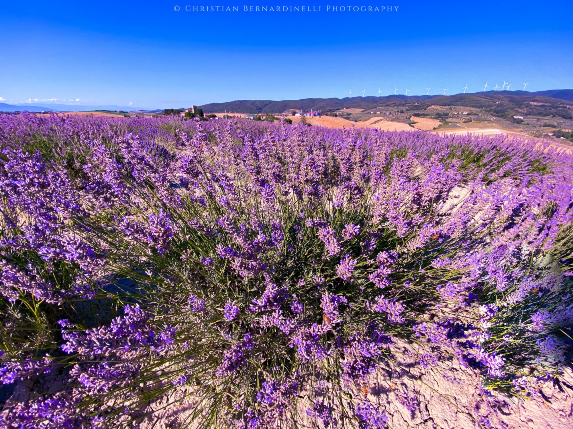 Lavender field