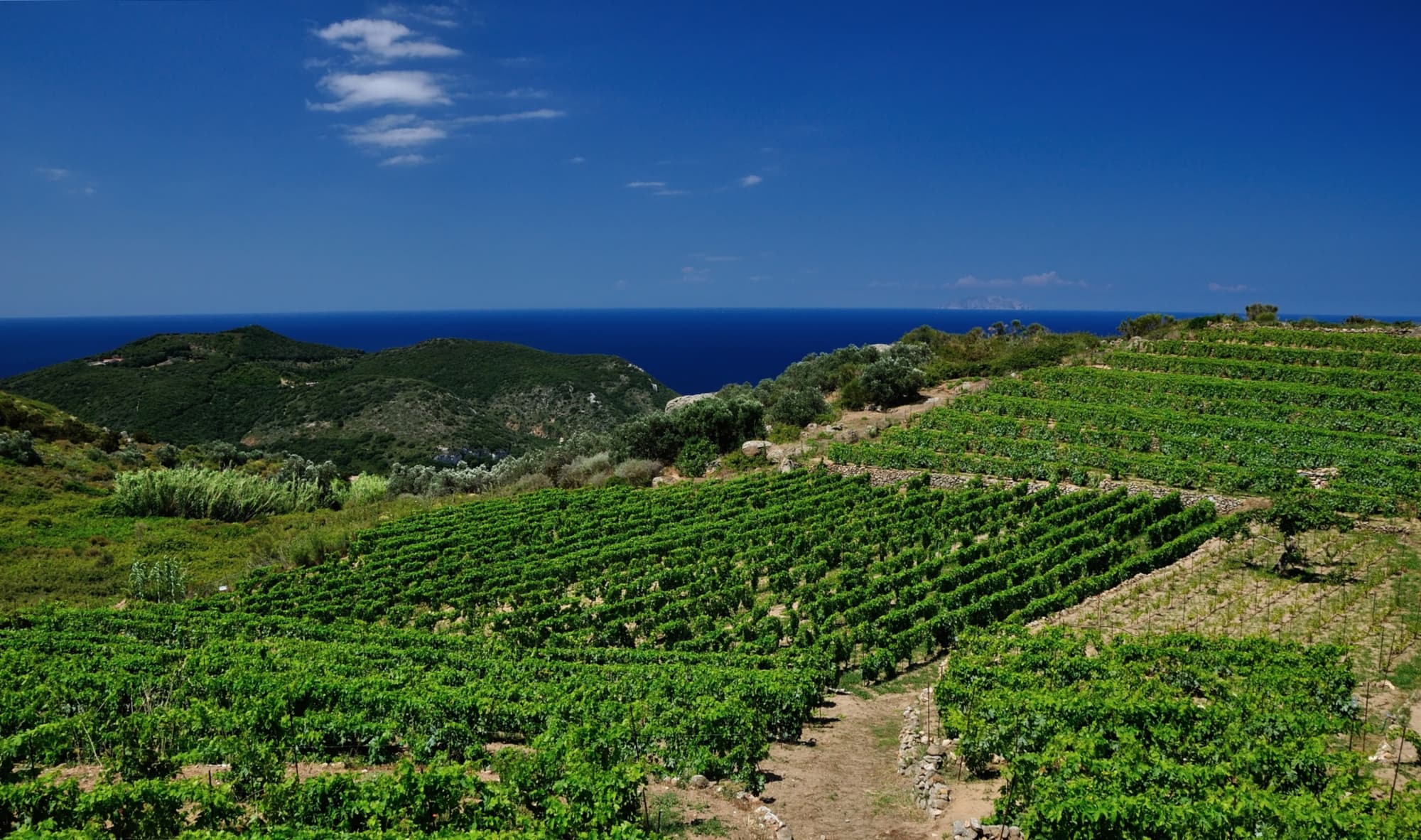 Image d’un vignoble avec la mer en arrière-plan