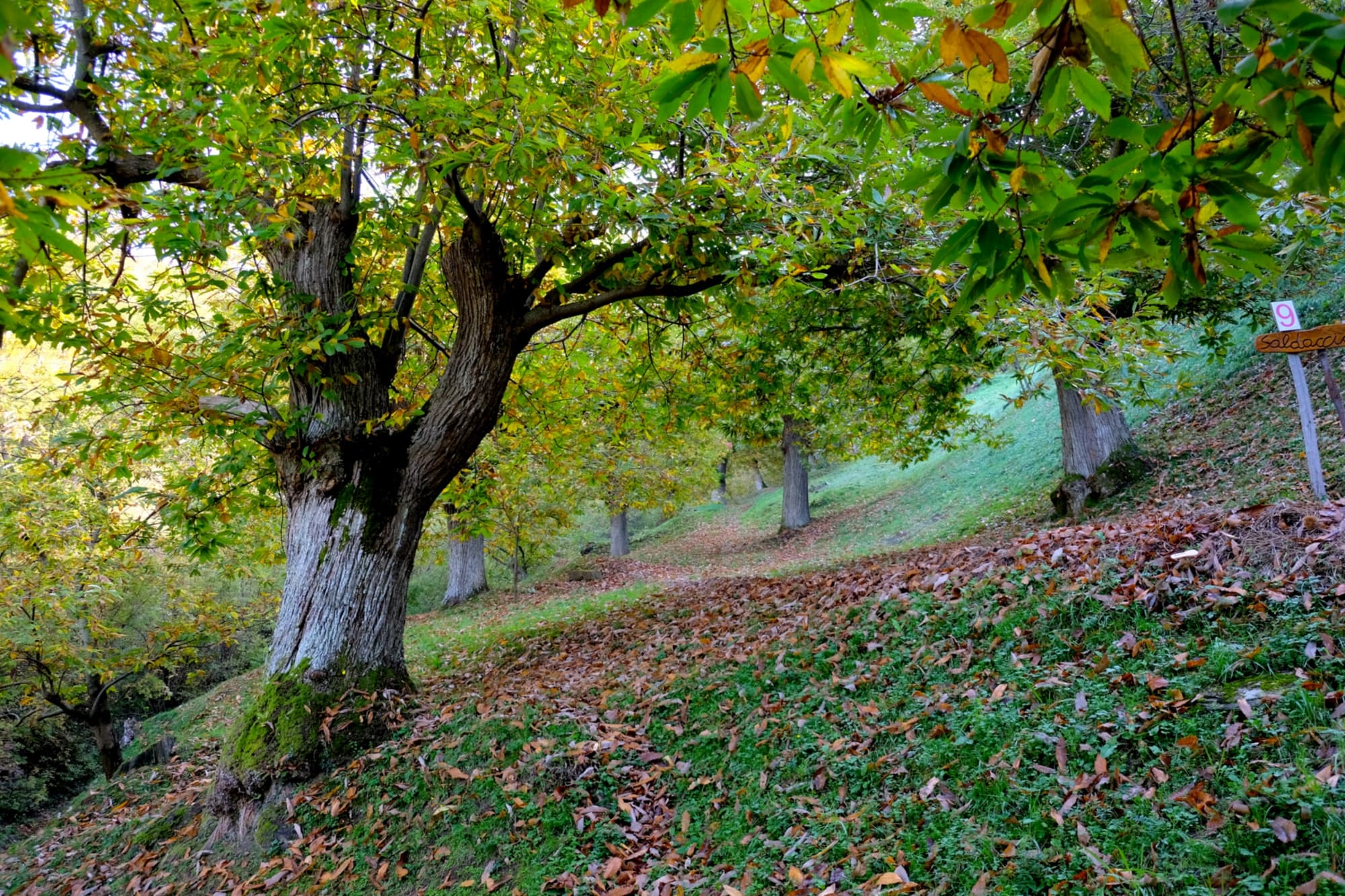 Chestnut grove in Marradi