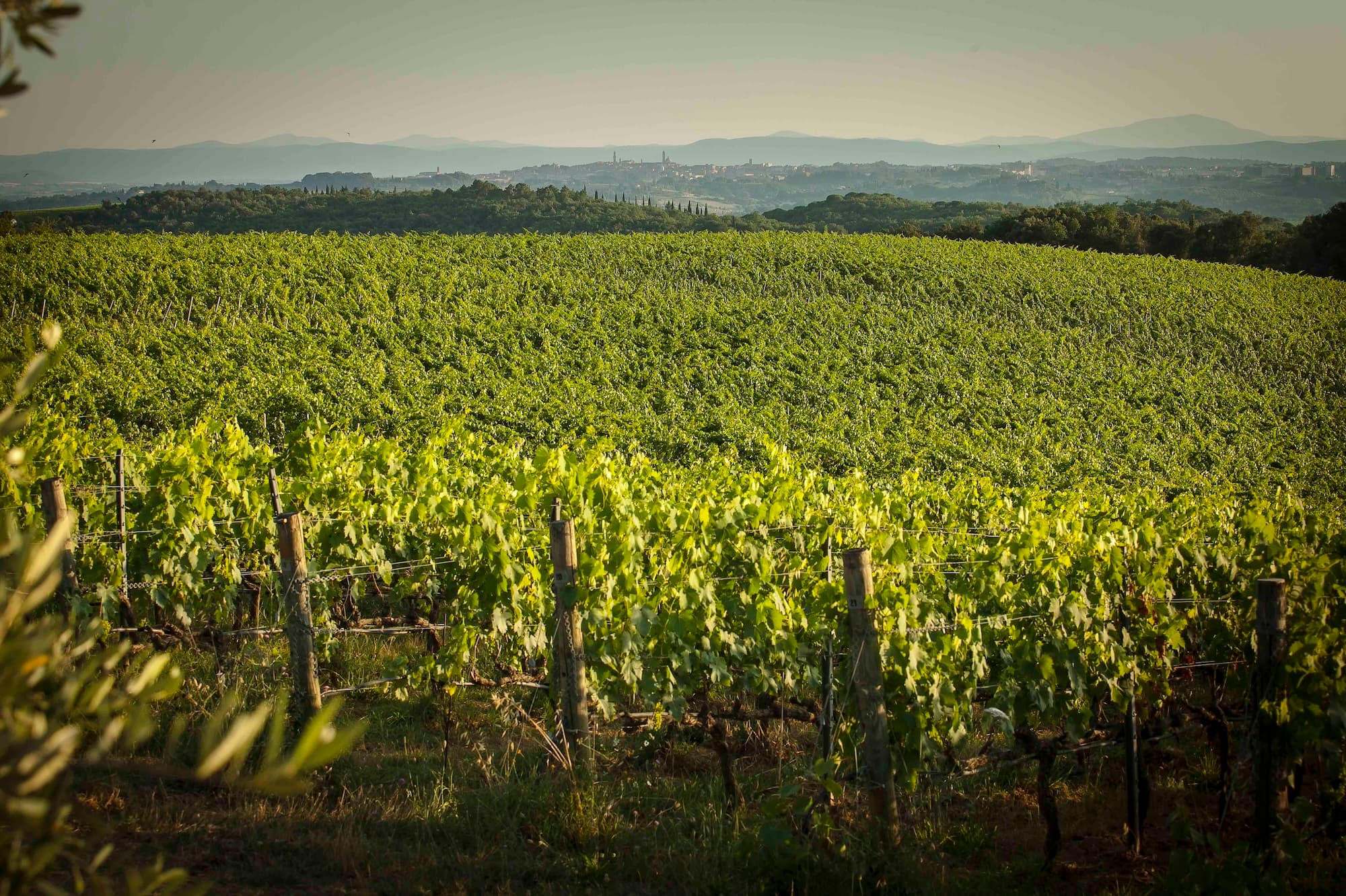 Les vignes de Castelnuovo Berardenga