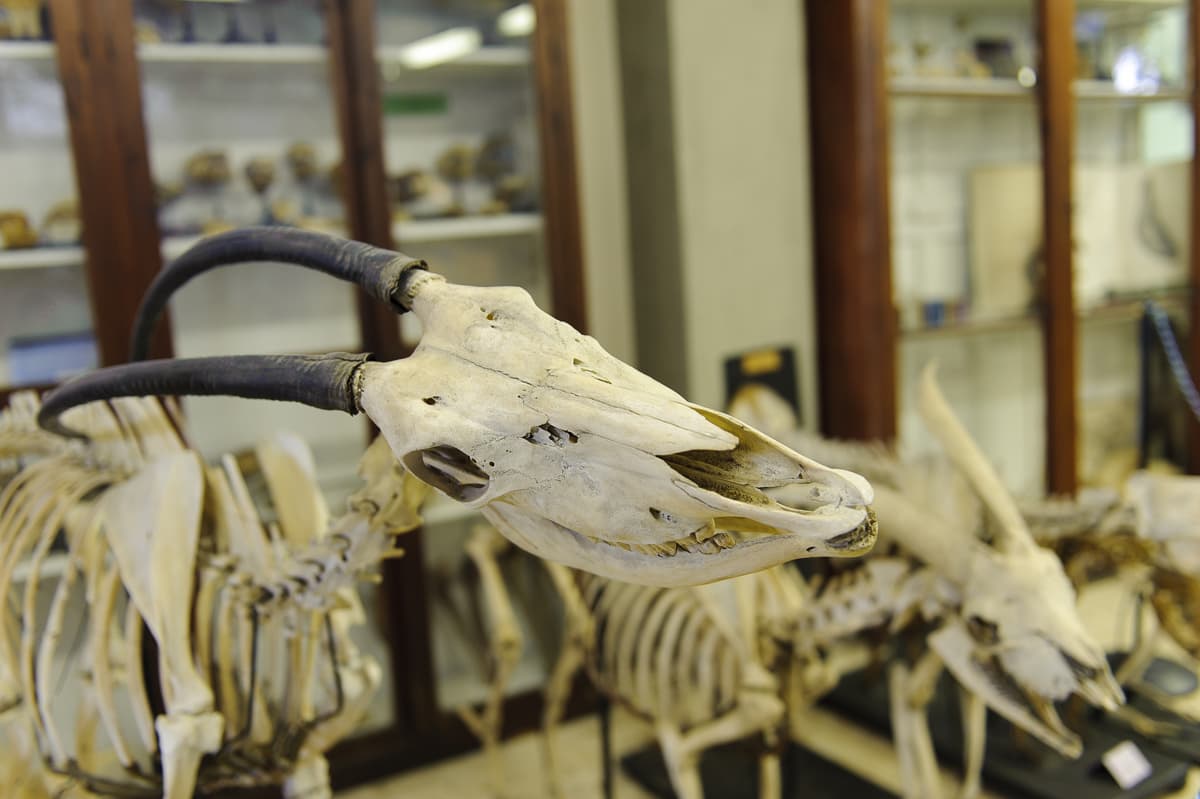 Museo Anatomico Veterinario Pisa