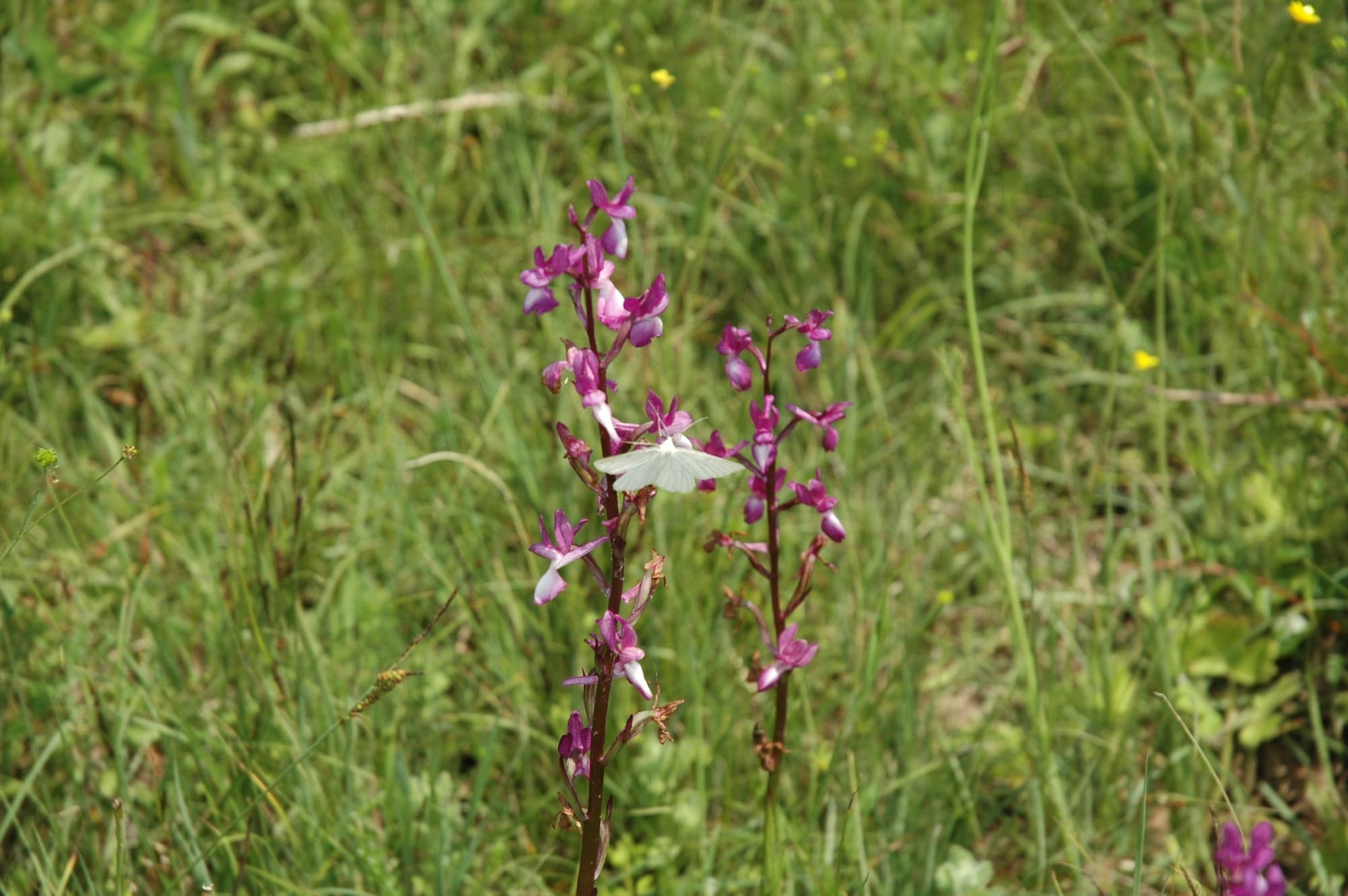 A white butterfly rests on a purple flower in the Rocconi Woods