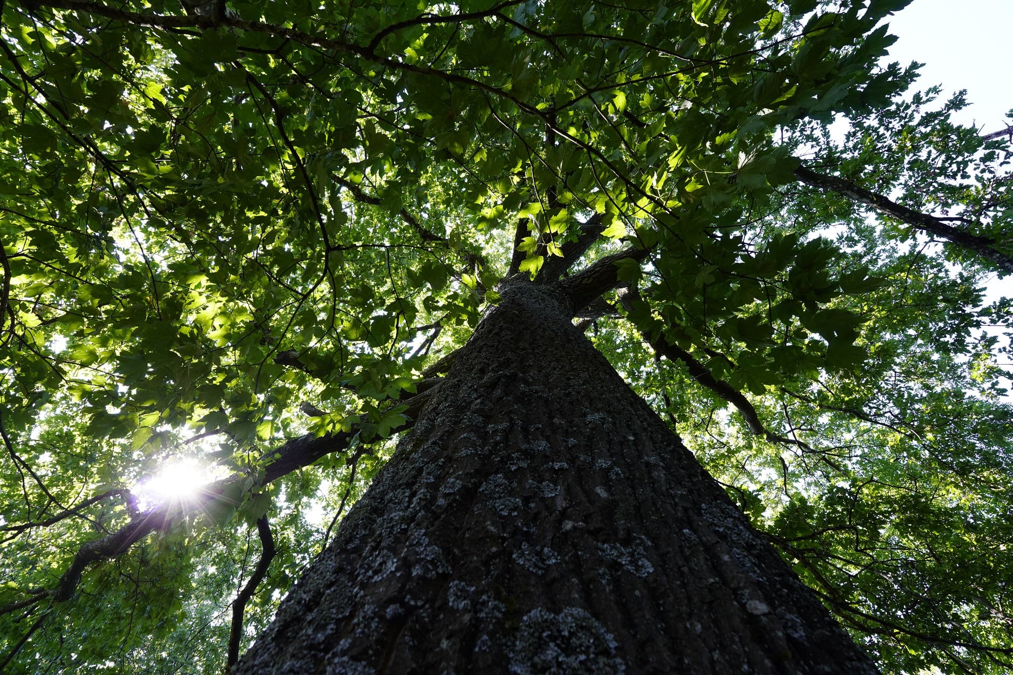 Forest of Mount Senario