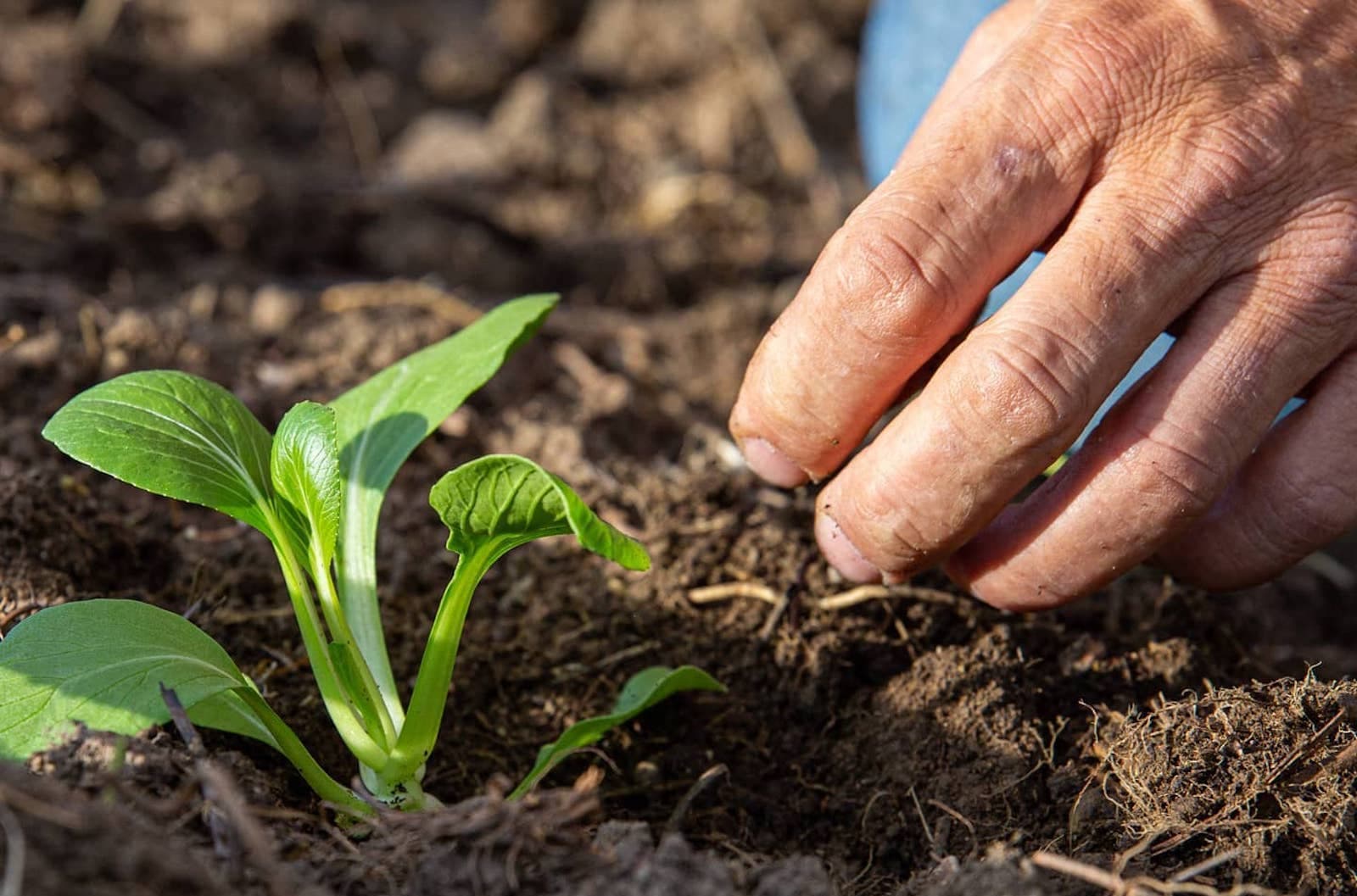 Agricoltura biodinamica nel Casentino
