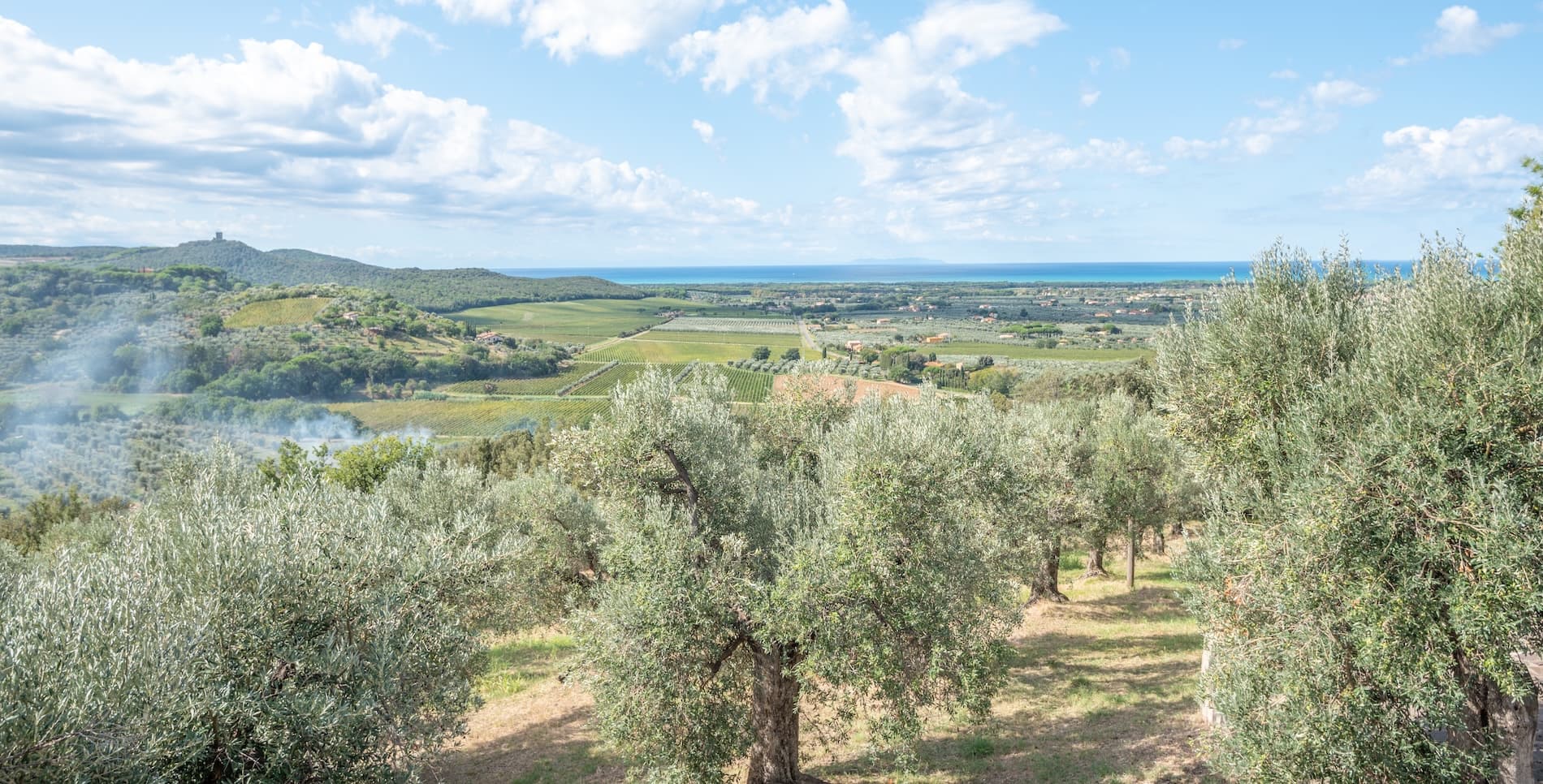 Panorama de la Costa Etrusca en Donoratico, entre olivares, viñedos y colinas toscanas con vistas al mar Tirreno.