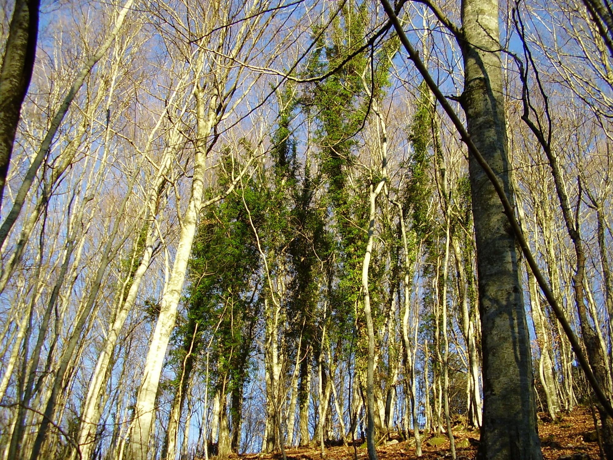 Los bosques de Castell'Azzara