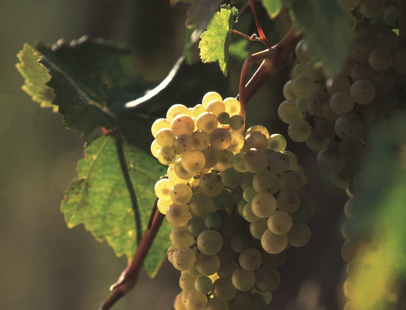 Weiße Trauben für den Vernaccia