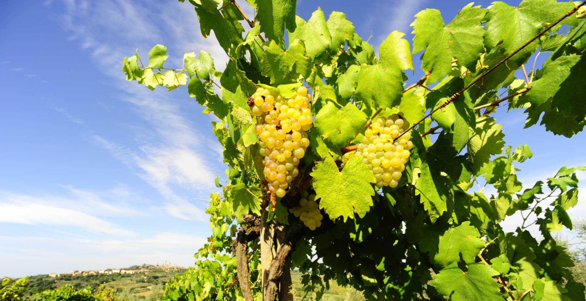 Vernaccia di San Gimignano DOCG