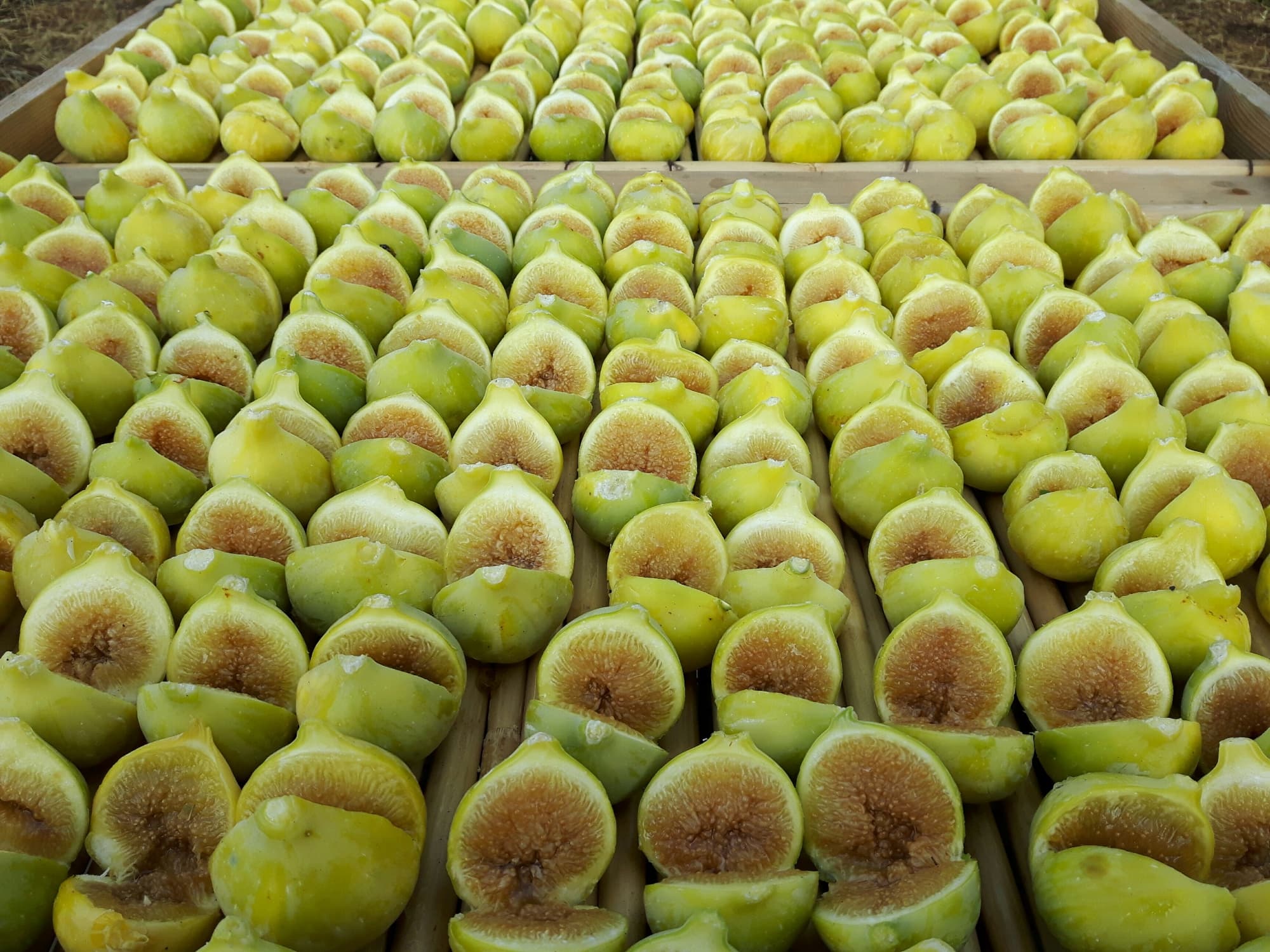 Carmignano’s Figs