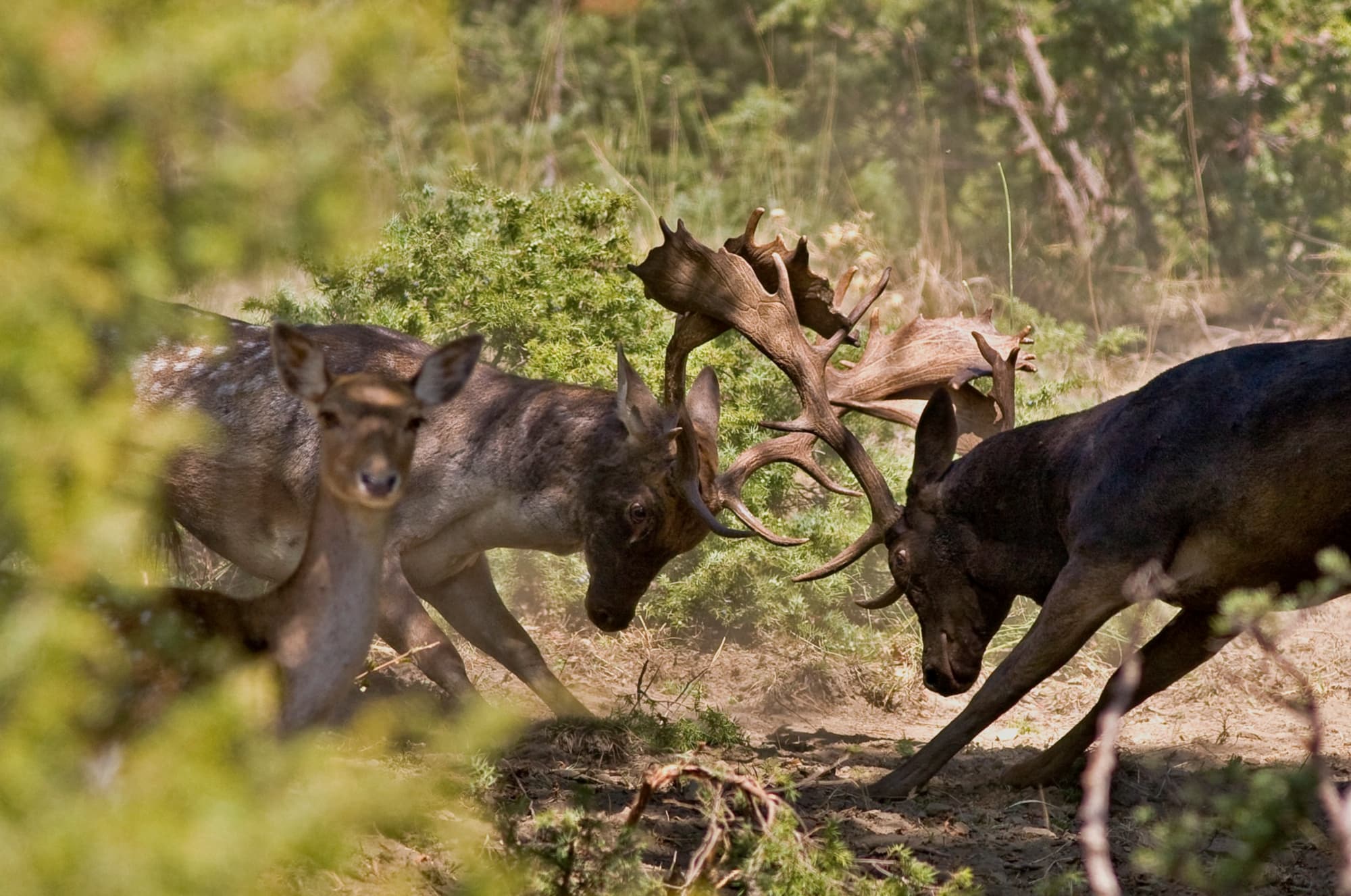 combattimento-daini-parco-foreste-casentino