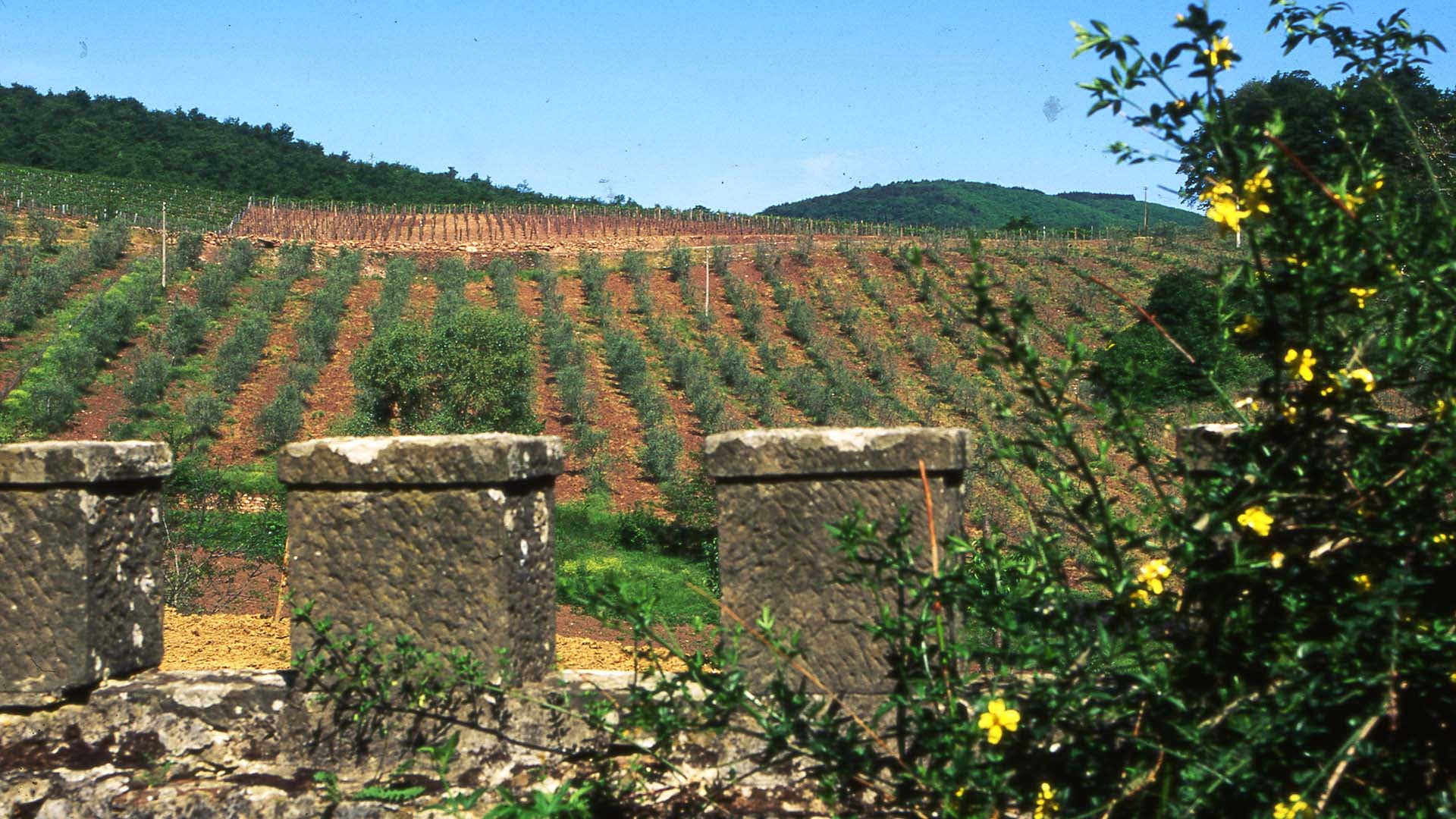 Tour degustazione Chianti Classico TOP 100 al Castello