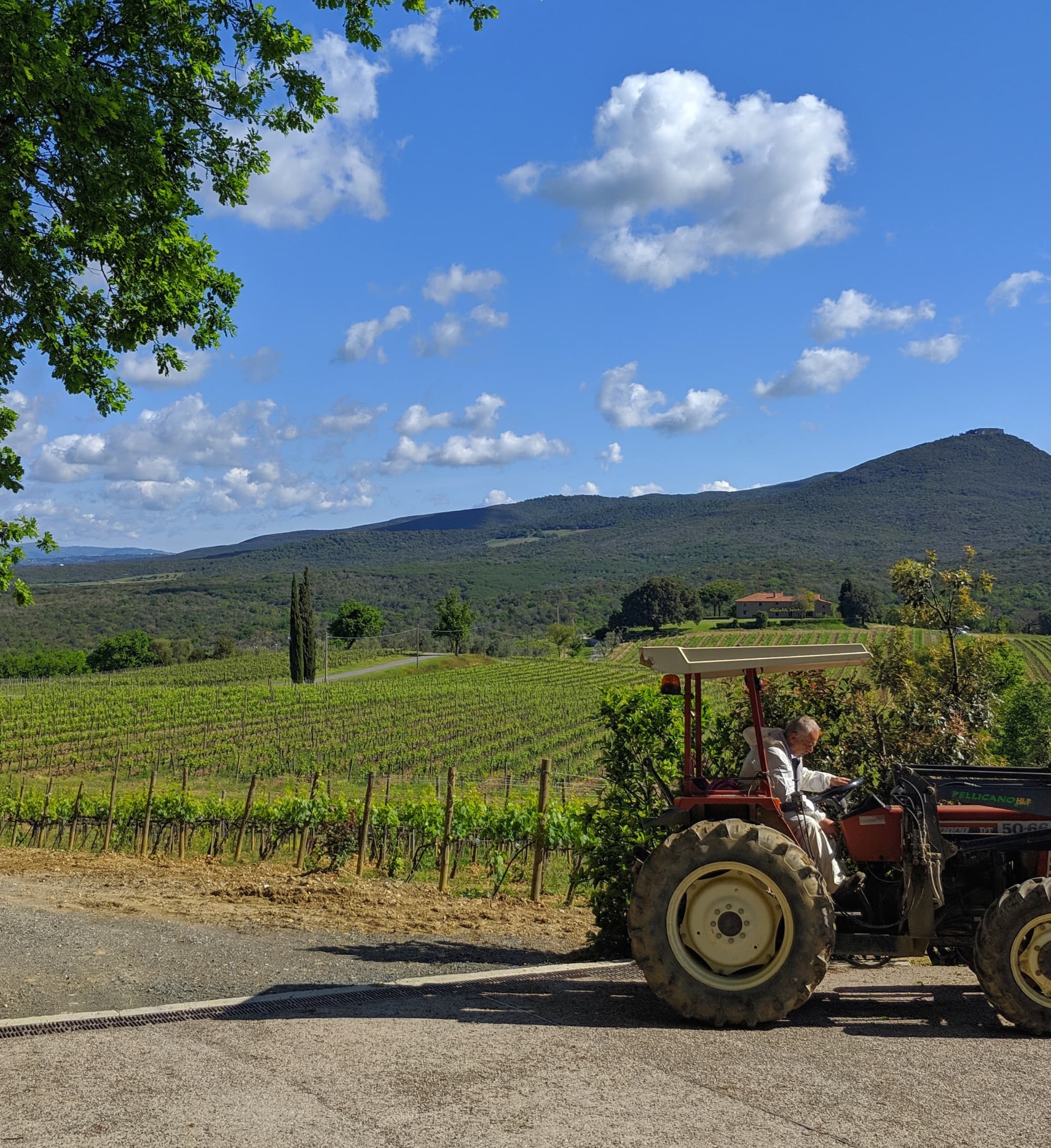 Vigneti tra Bolgheri e Castagneto Carducci