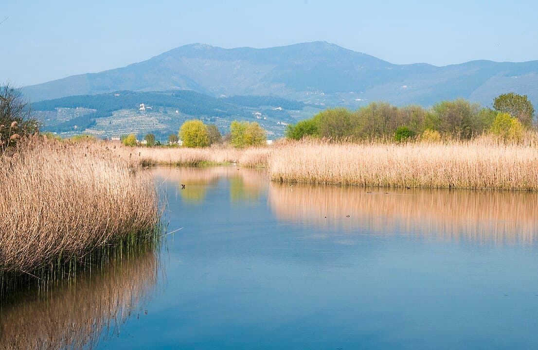 One of the lake basins in the Stagni di Focognano Natural Protected Area with reed beds and mountains in the background