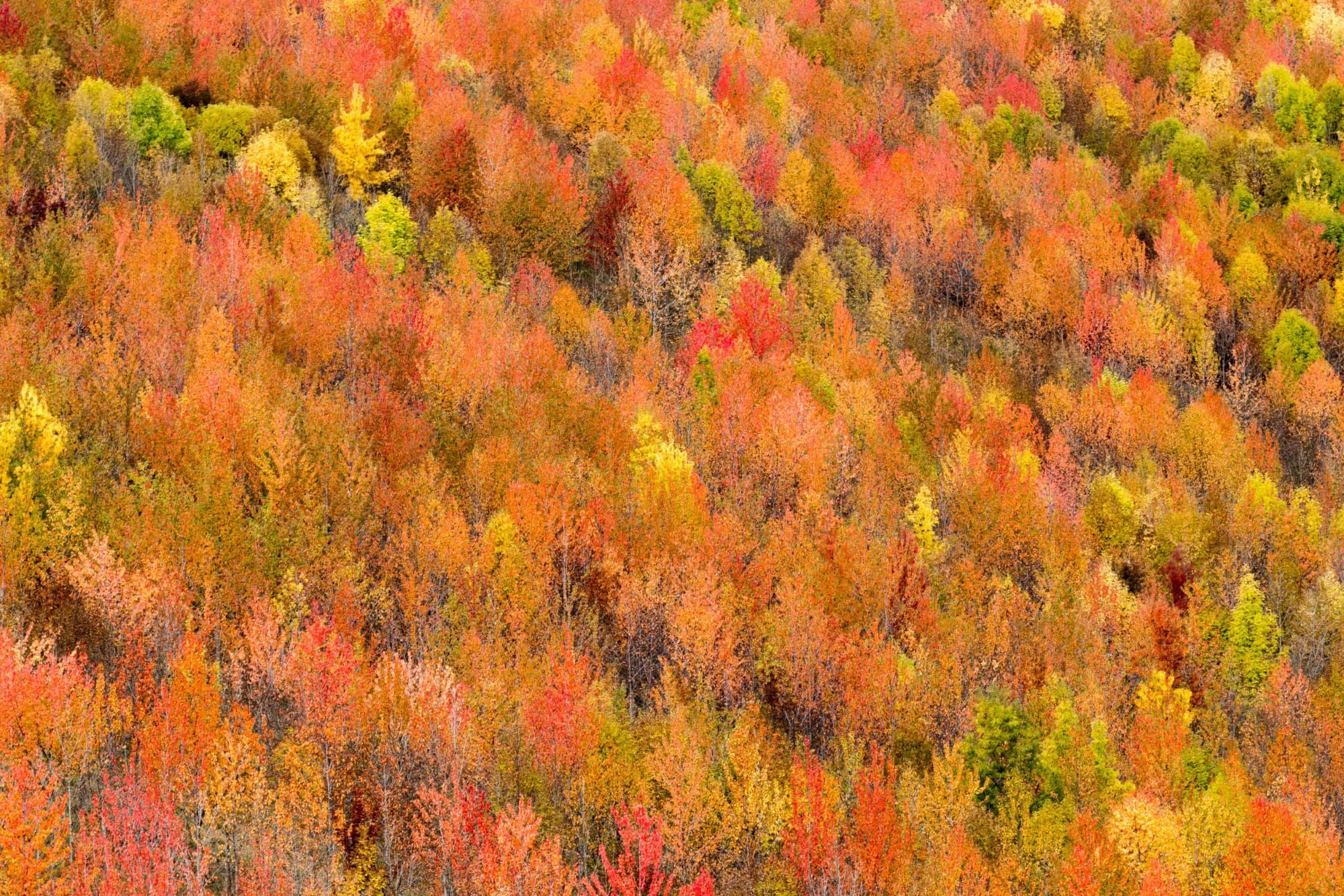 Casentino, alberi foliage