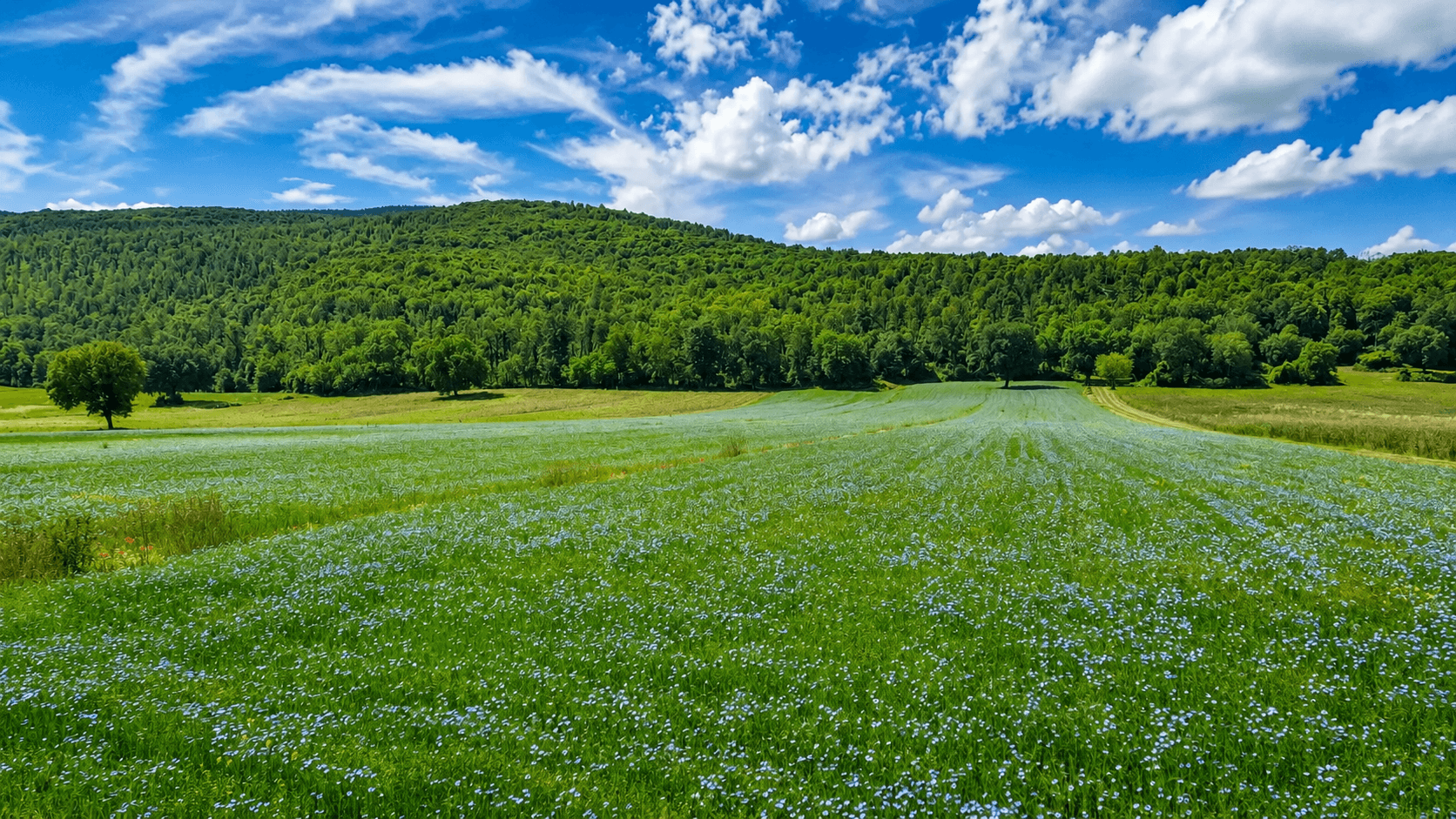 A large cultivated field with blue flowers in the foreground and a wooded hill in the background under a blue sky with white clouds, in the Tuscan rural landscape
