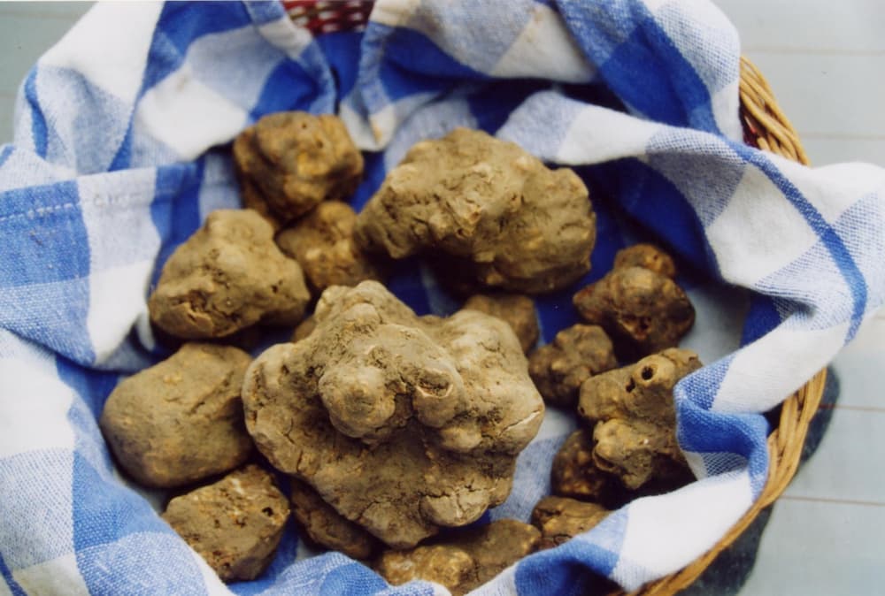 tartufo