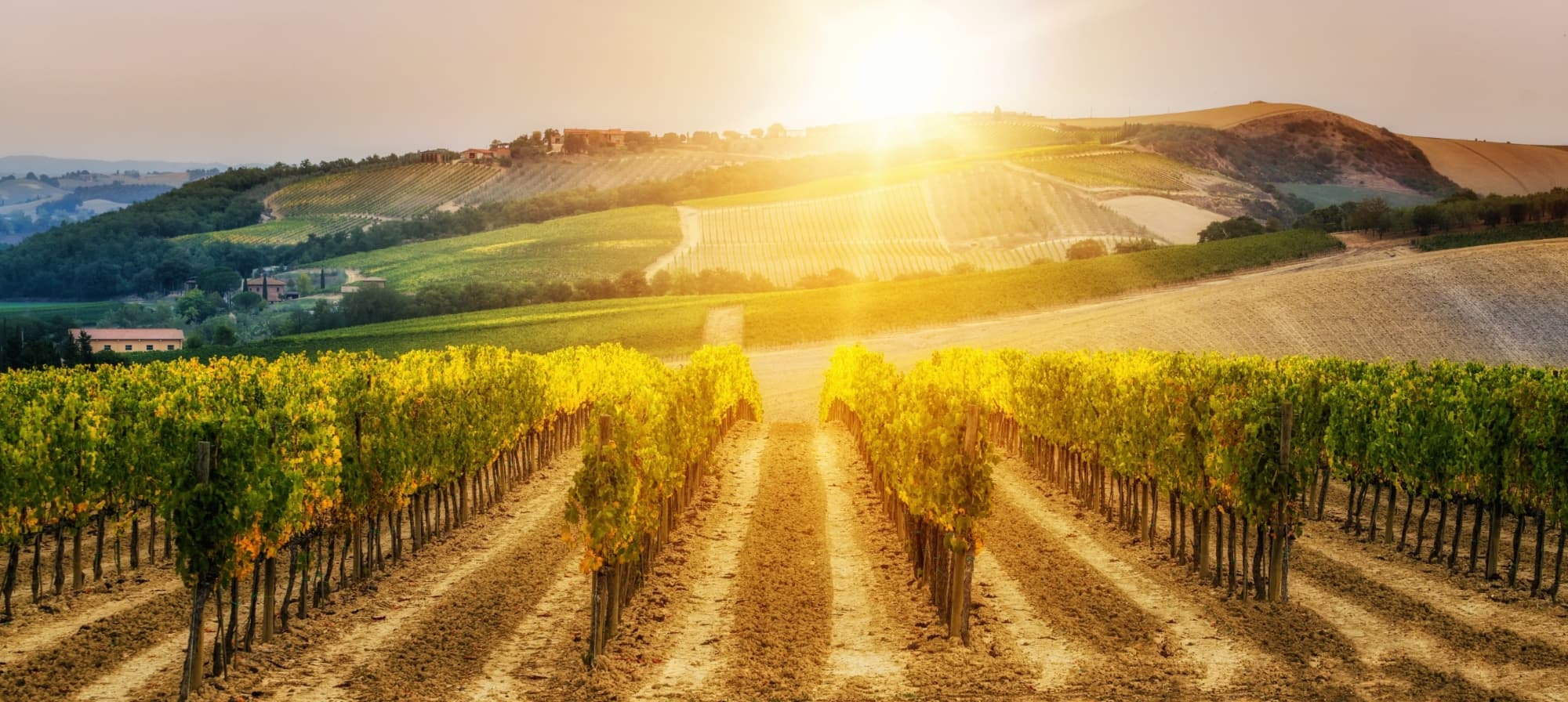 Transfer gourmet Roma – Firenze con visite a cantina vinicola e caseificio