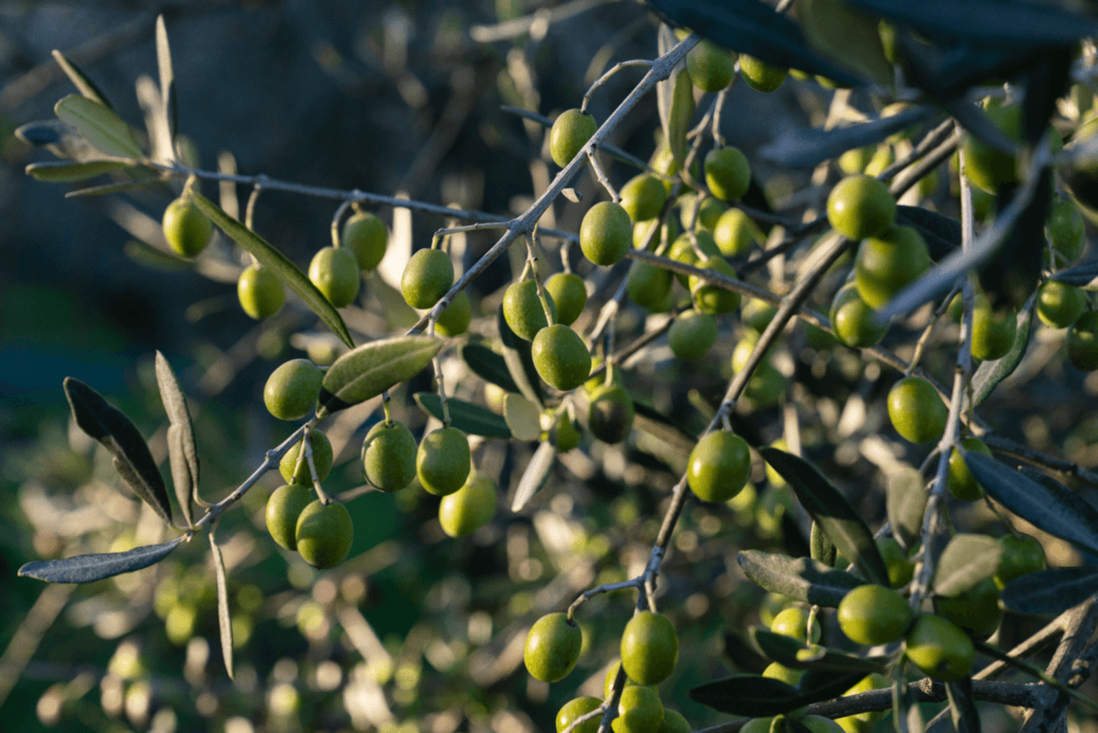 Olives
