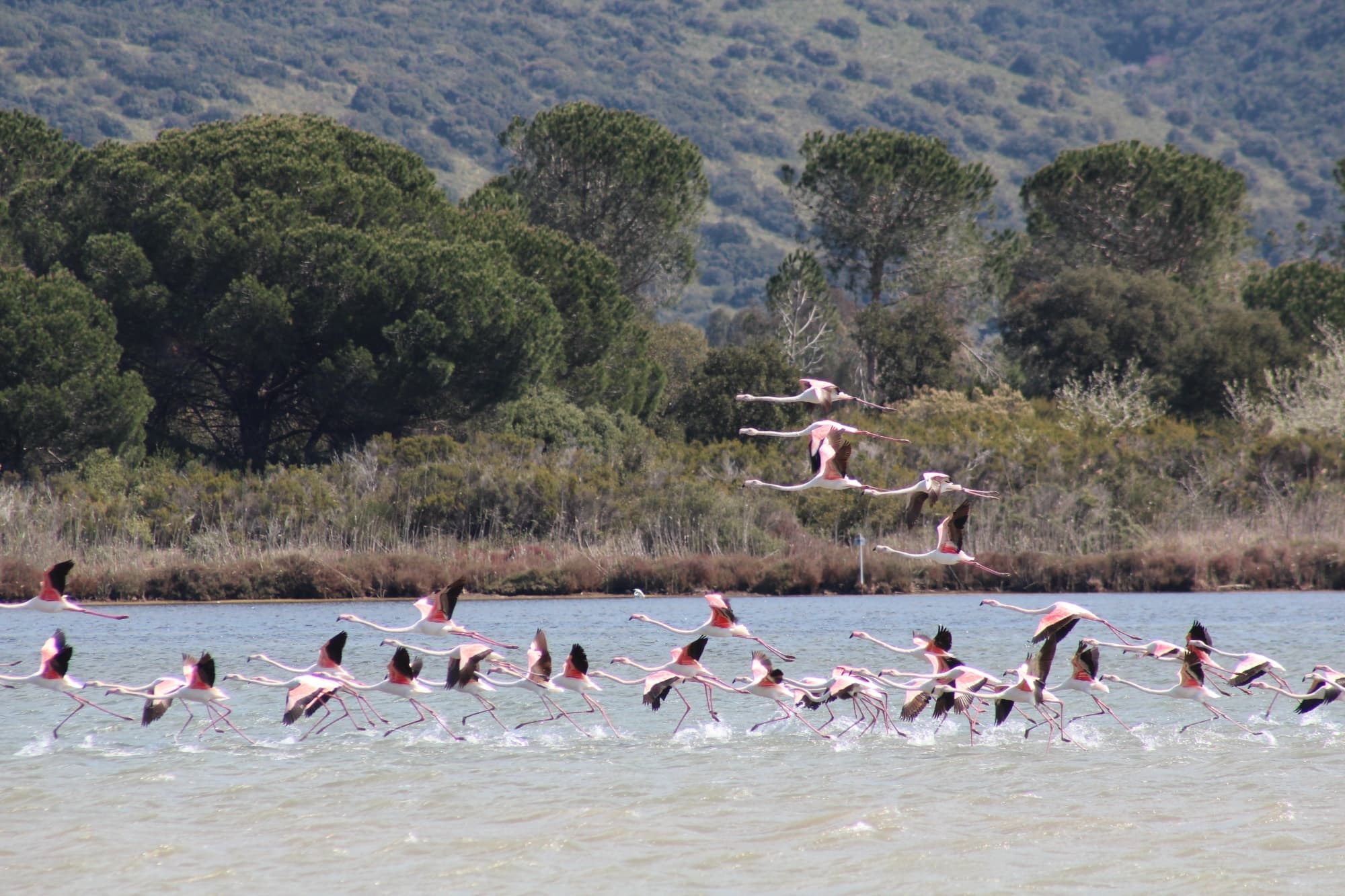 Flamants roses dans le Lagon de Orbetello