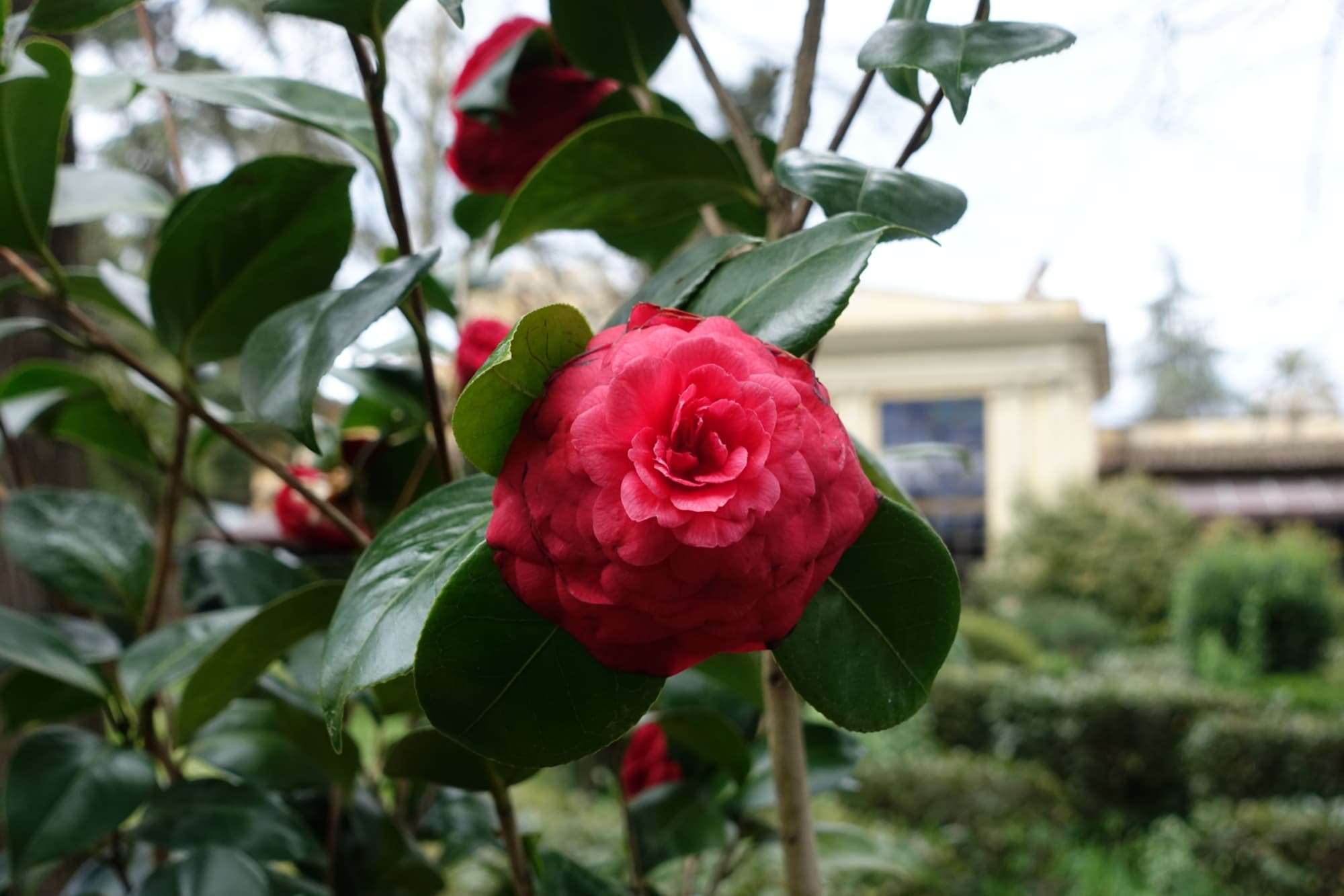 Camellias in bloom at the Stibbert Museum Park