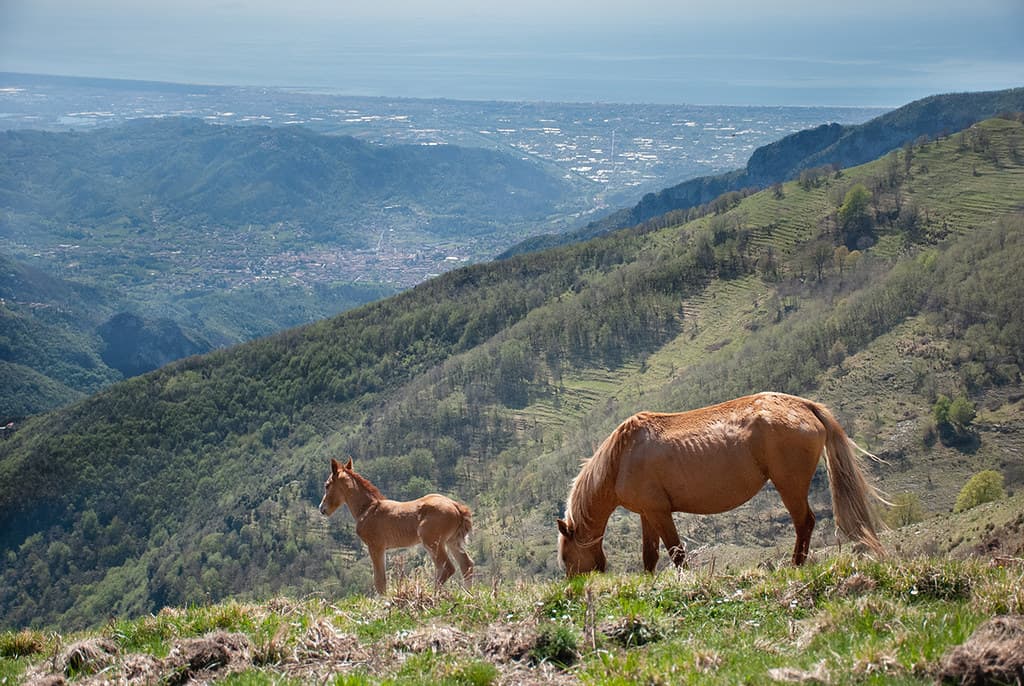 Horses on Monte Matanna