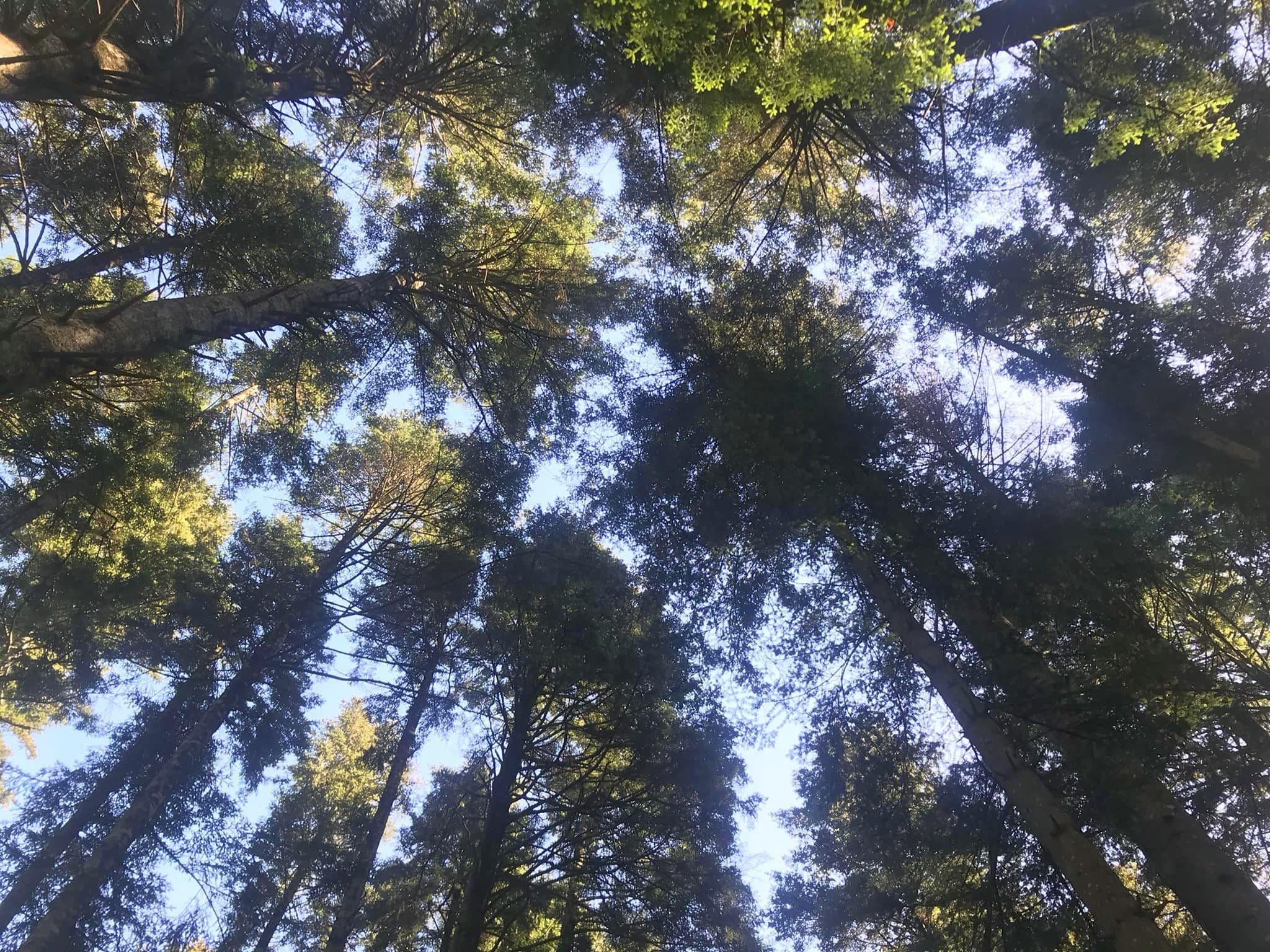 Vista dal basso verso l'alto della chioma di alberi ad alto fusto della foresta di Vallombrosa: tronchi alti e slanciati si stagliano contro il cielo azzurro, con foglie verdi che filtrano la luce solare