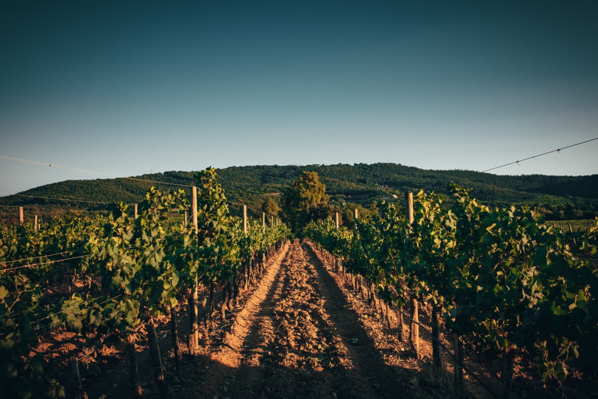 I vigneti alla Rocca di Frassinello