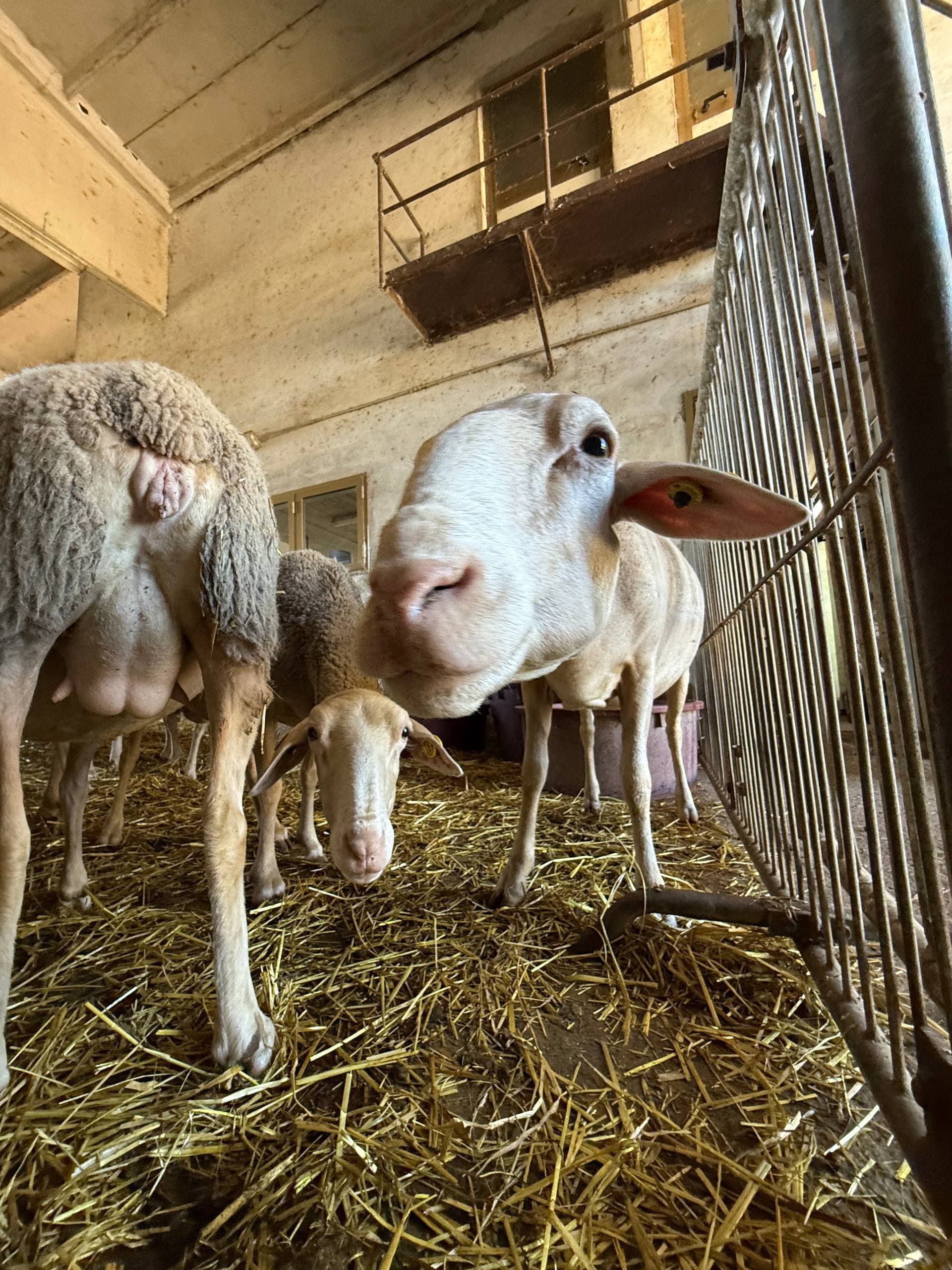 Sheep at the farm