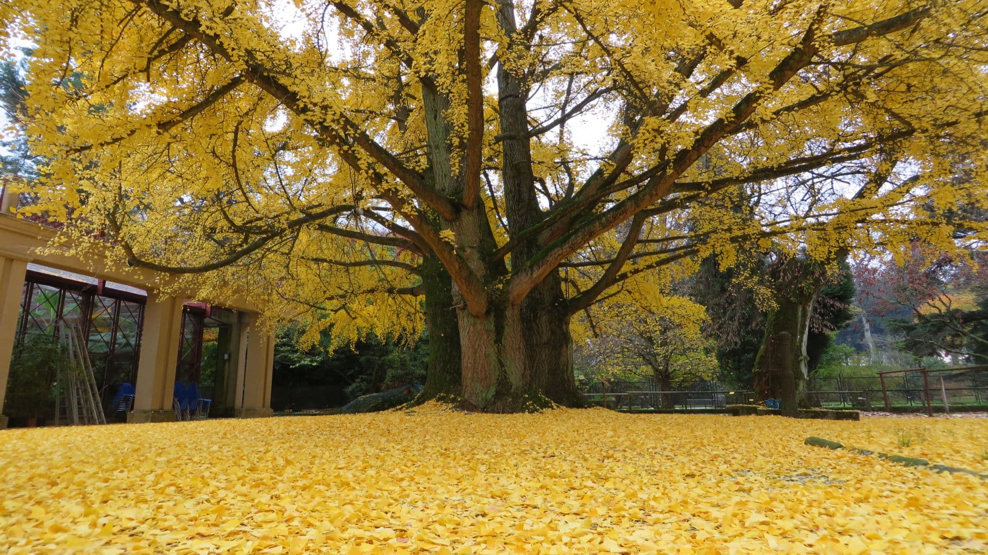 El nogal del Japón del Jardín Botánico de Lucca en otoño