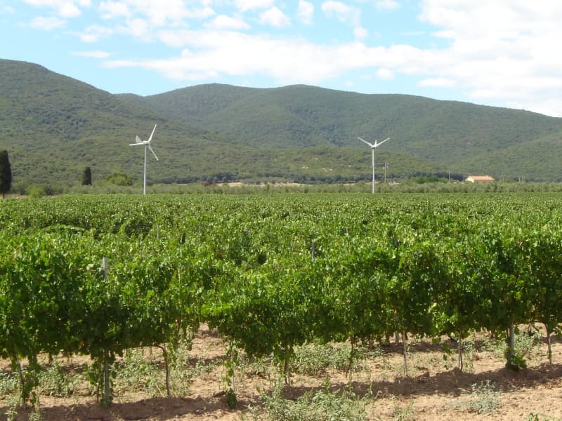 A panoramic view of a lush, green vineyard laid out in rows in the Tuscan Maremma countryside. In the background, at the foot of tall wooded hills and beneath a partly cloudy sky, two white wind turbines for the production of clean energy and a row of olive trees stand out. The farmland is dry and partly grassed, conveying an atmosphere of environmental sustainability and ecotourism.