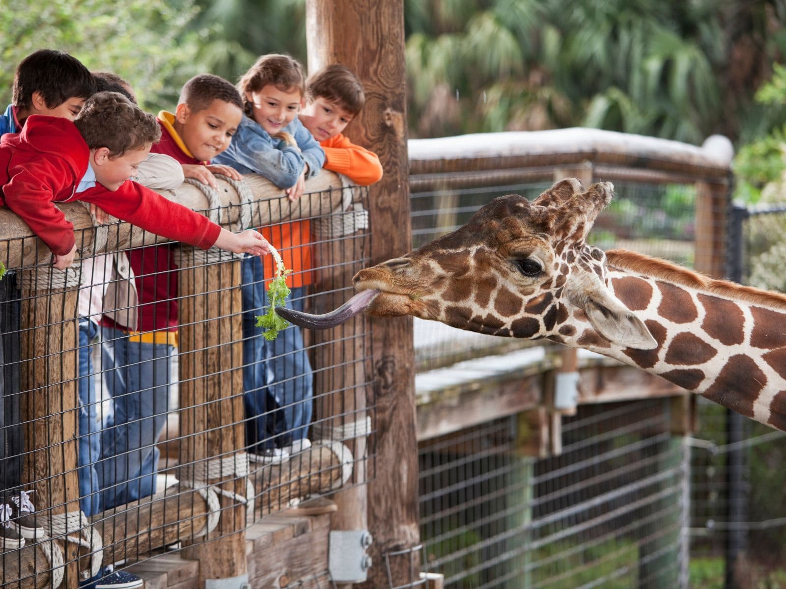 Zoo di Pistoia con giraffa e bambini