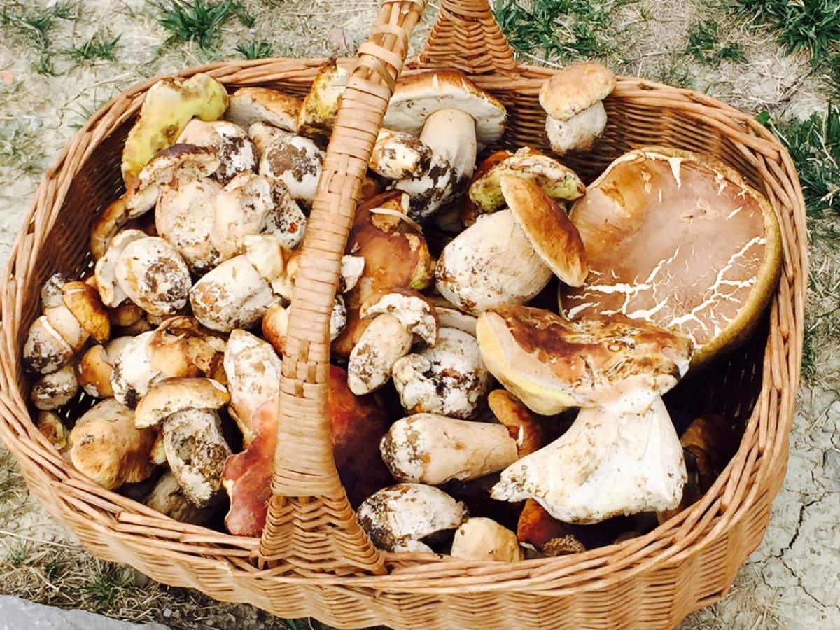 Raccolta di funghi in Toscana