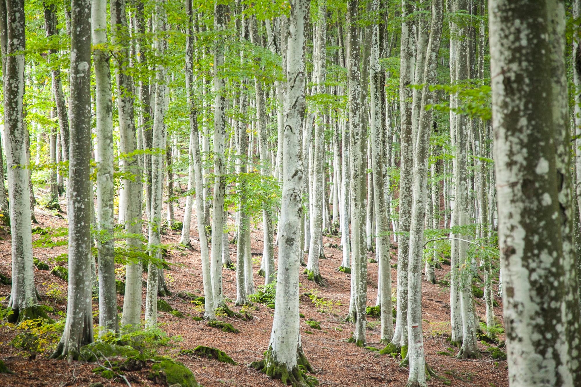 La Faggeta del Monte Amiata / Ciclica