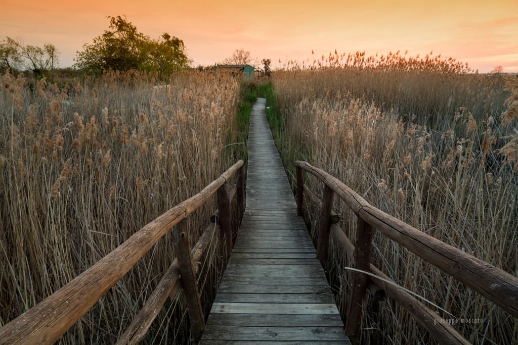 massaciuccoli-path_wp7_15582.jpg