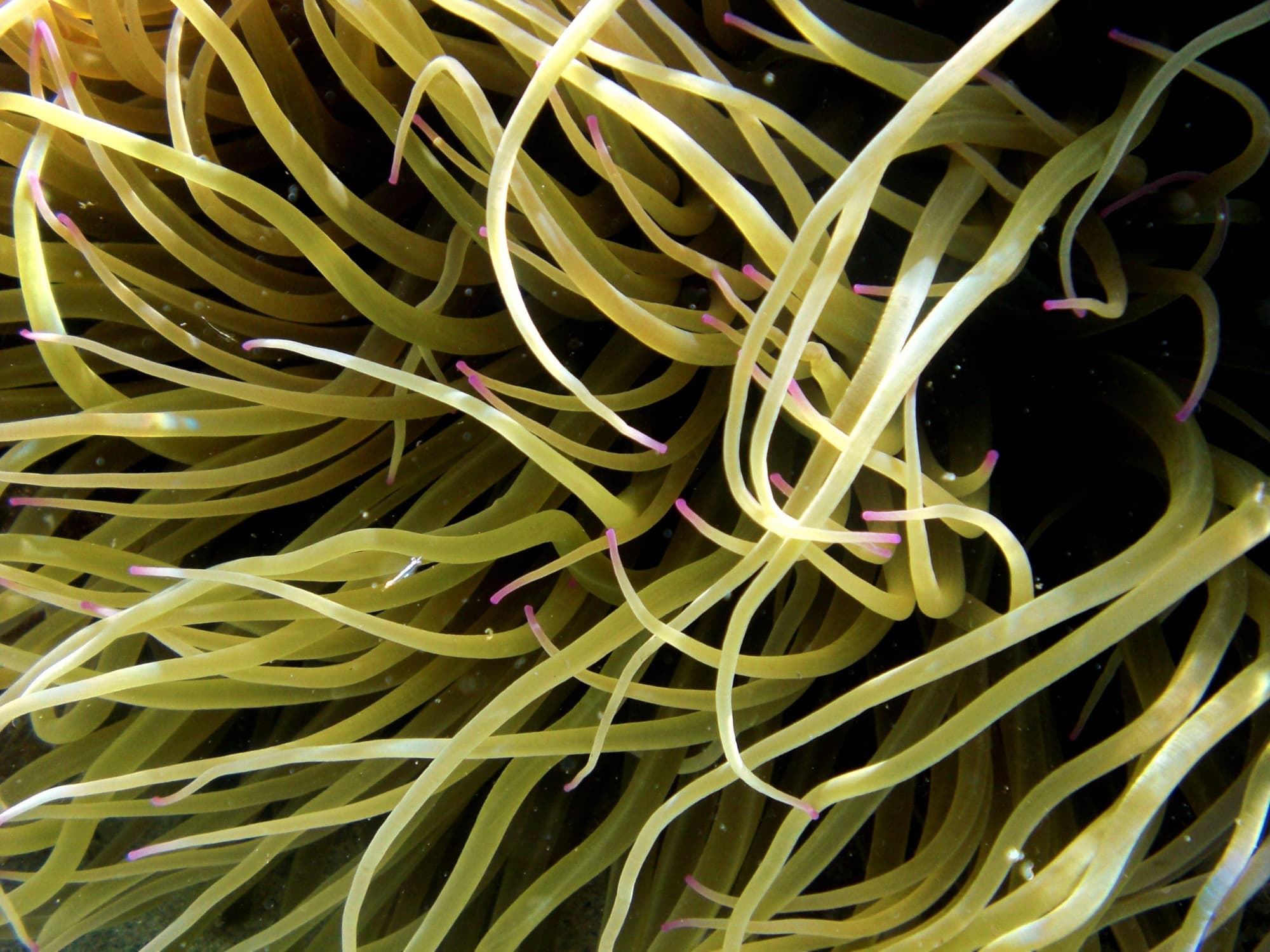 Pianosa, fondali con anemone