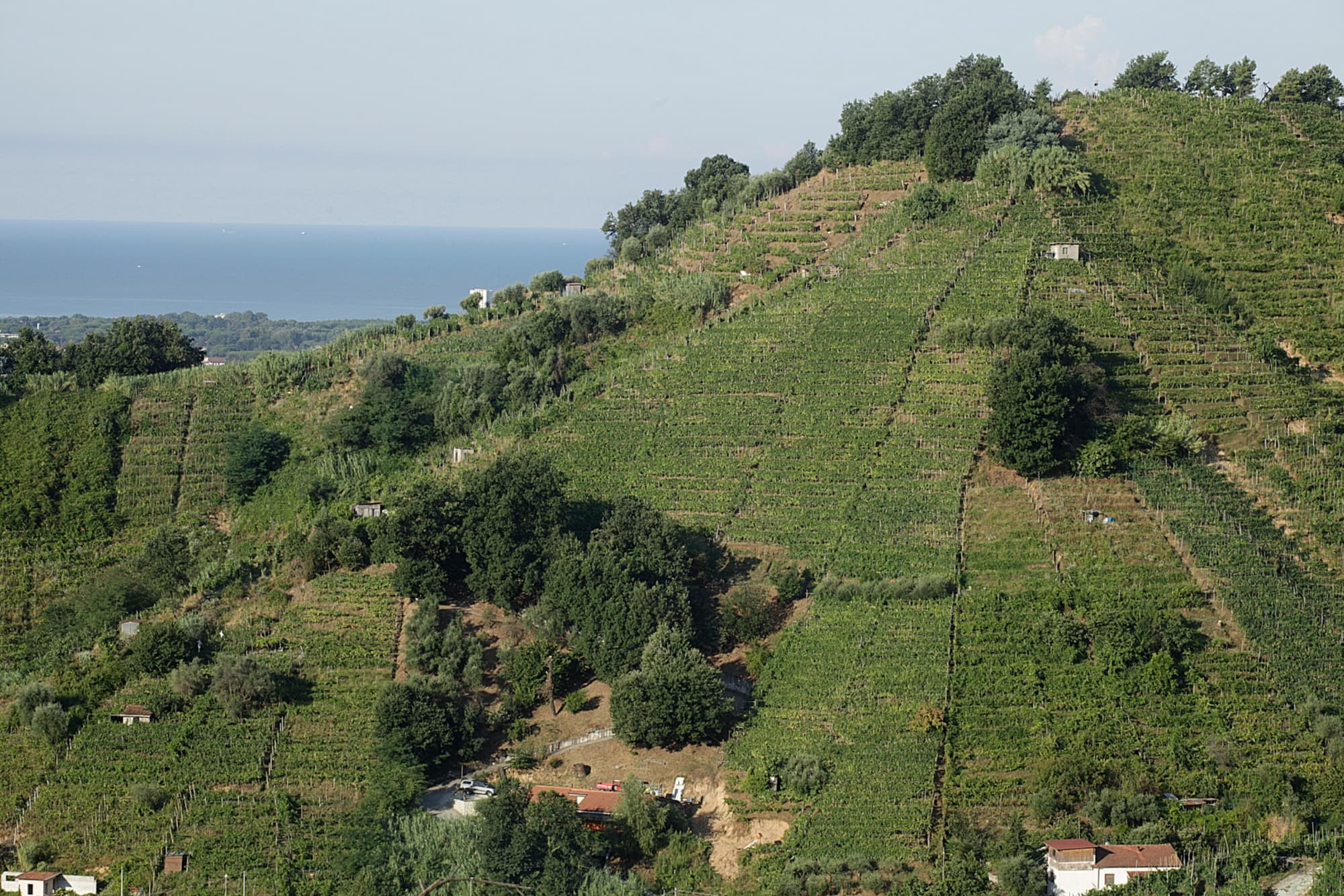 vineyards-terraces
