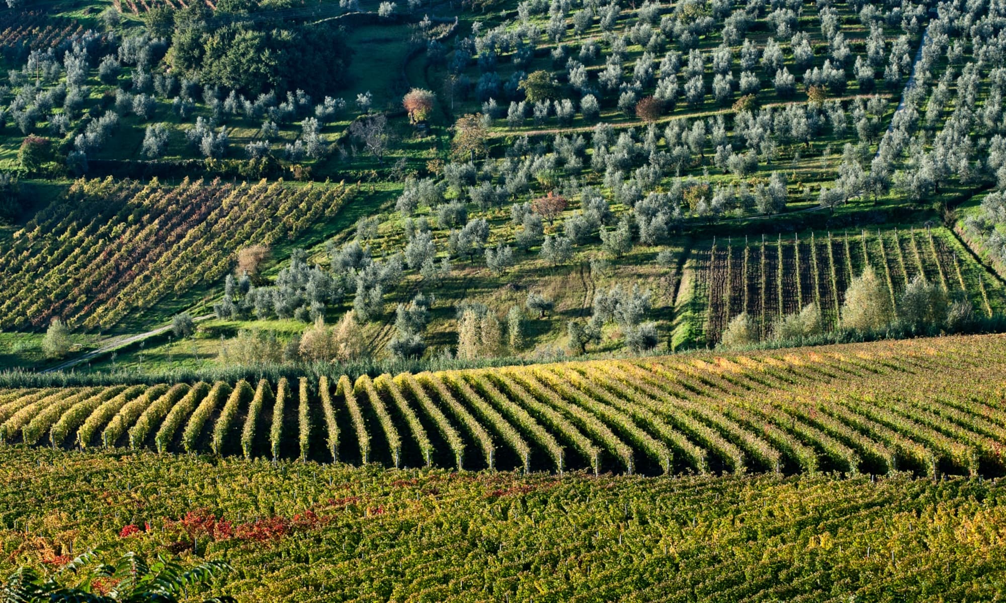 Francesco Bolognini, Carmignano, Vineyards