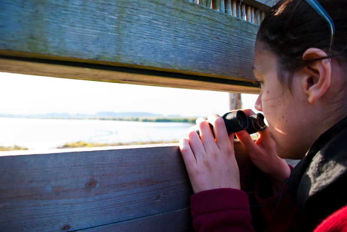 Birdwatching