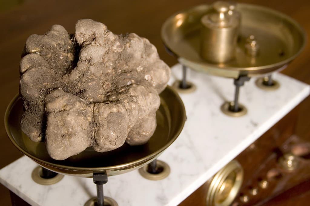 The white truffle of San Miniato