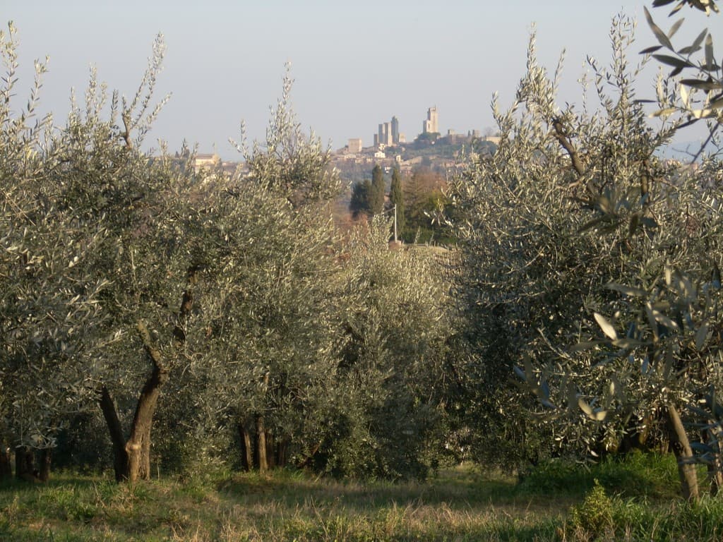 olive-groves-san-gimignano