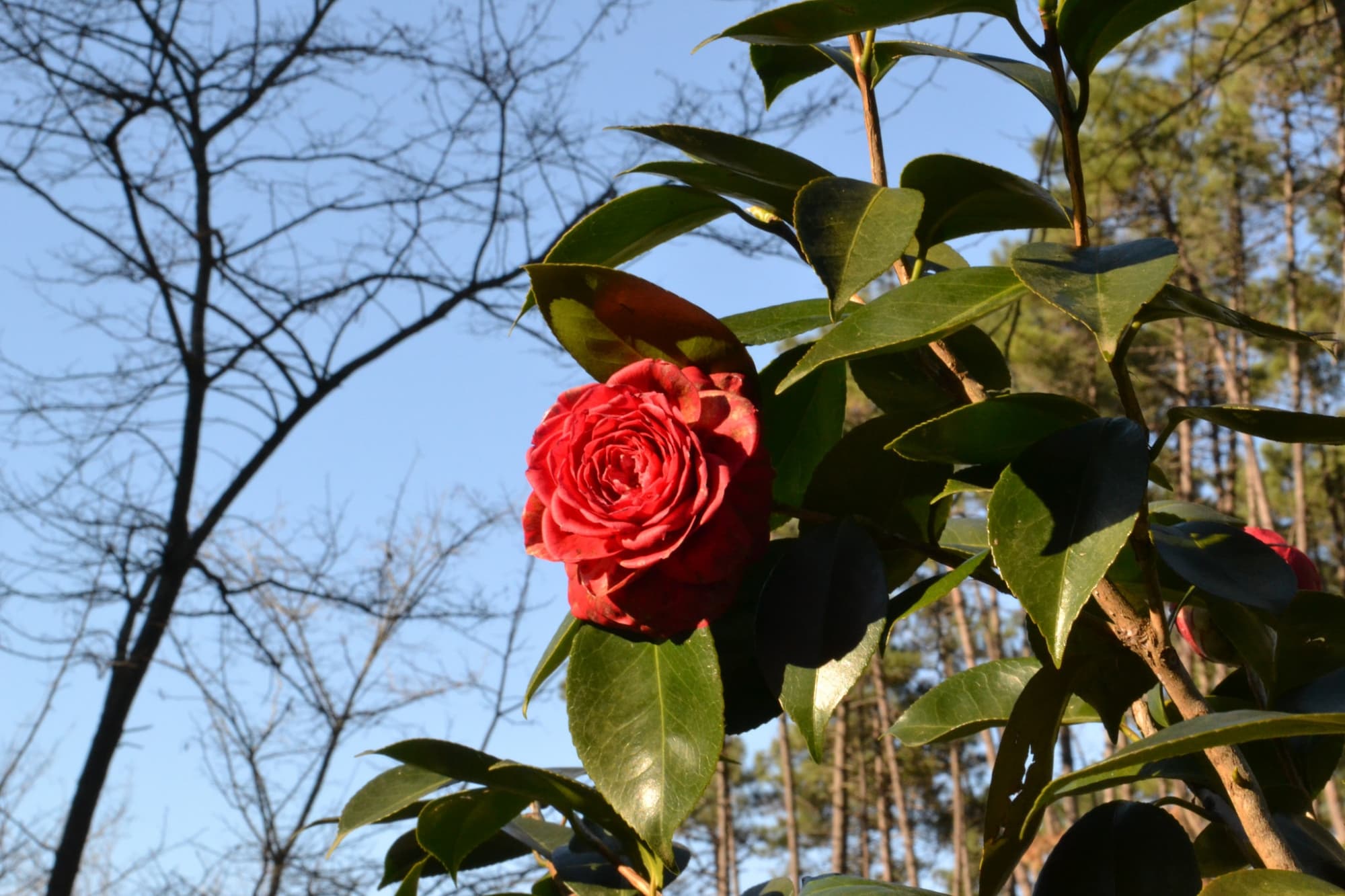 Camelia della Lucchesia