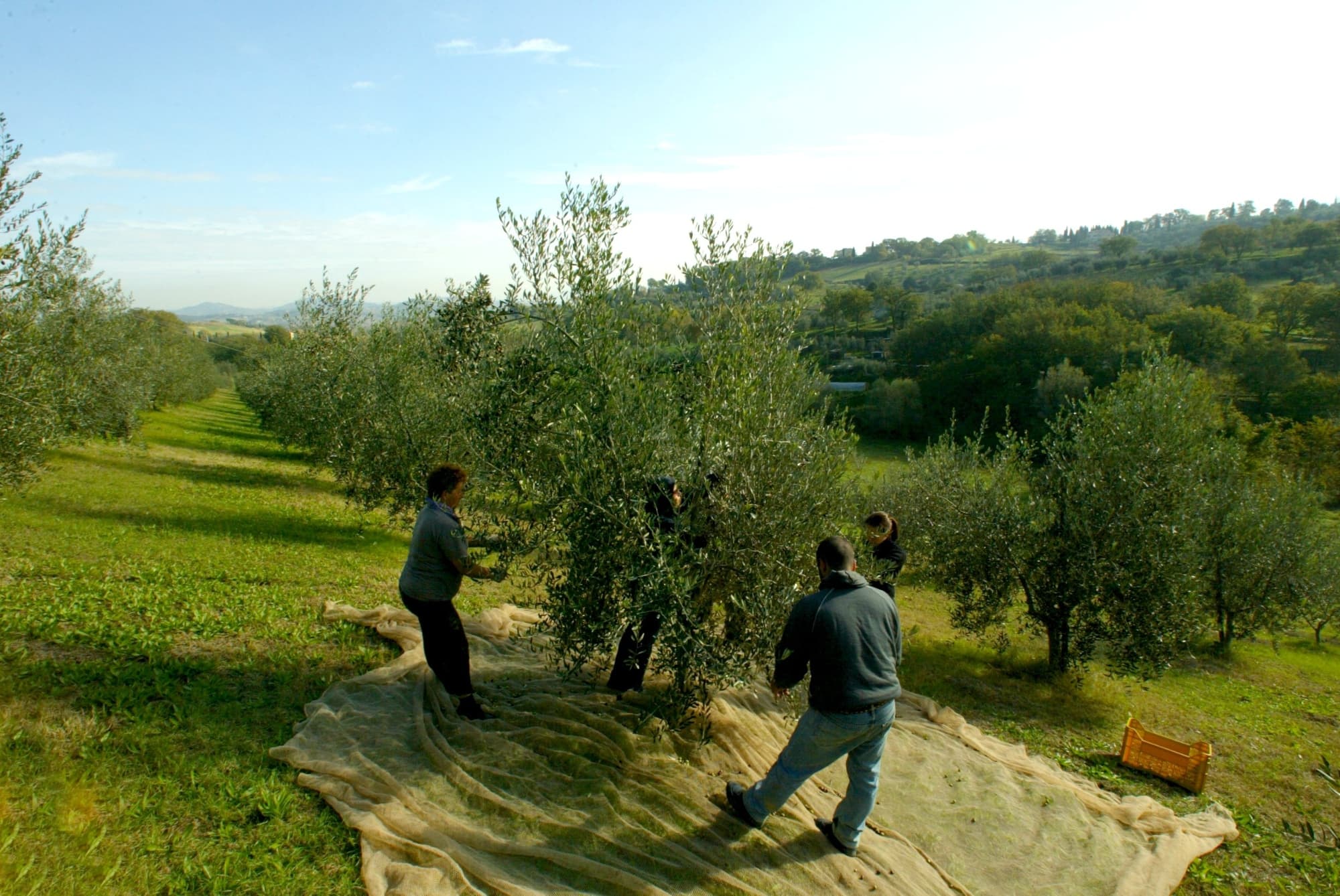 Raccolta delle olive in Valdichiana Senese