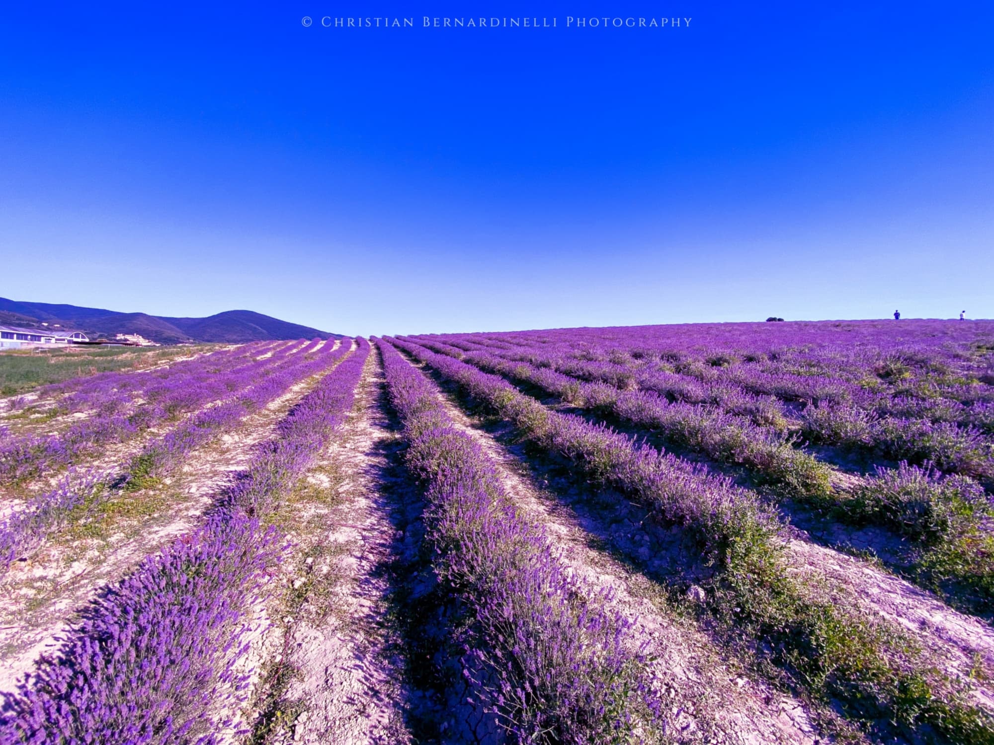 Campi di Lavanda a Santa Luce