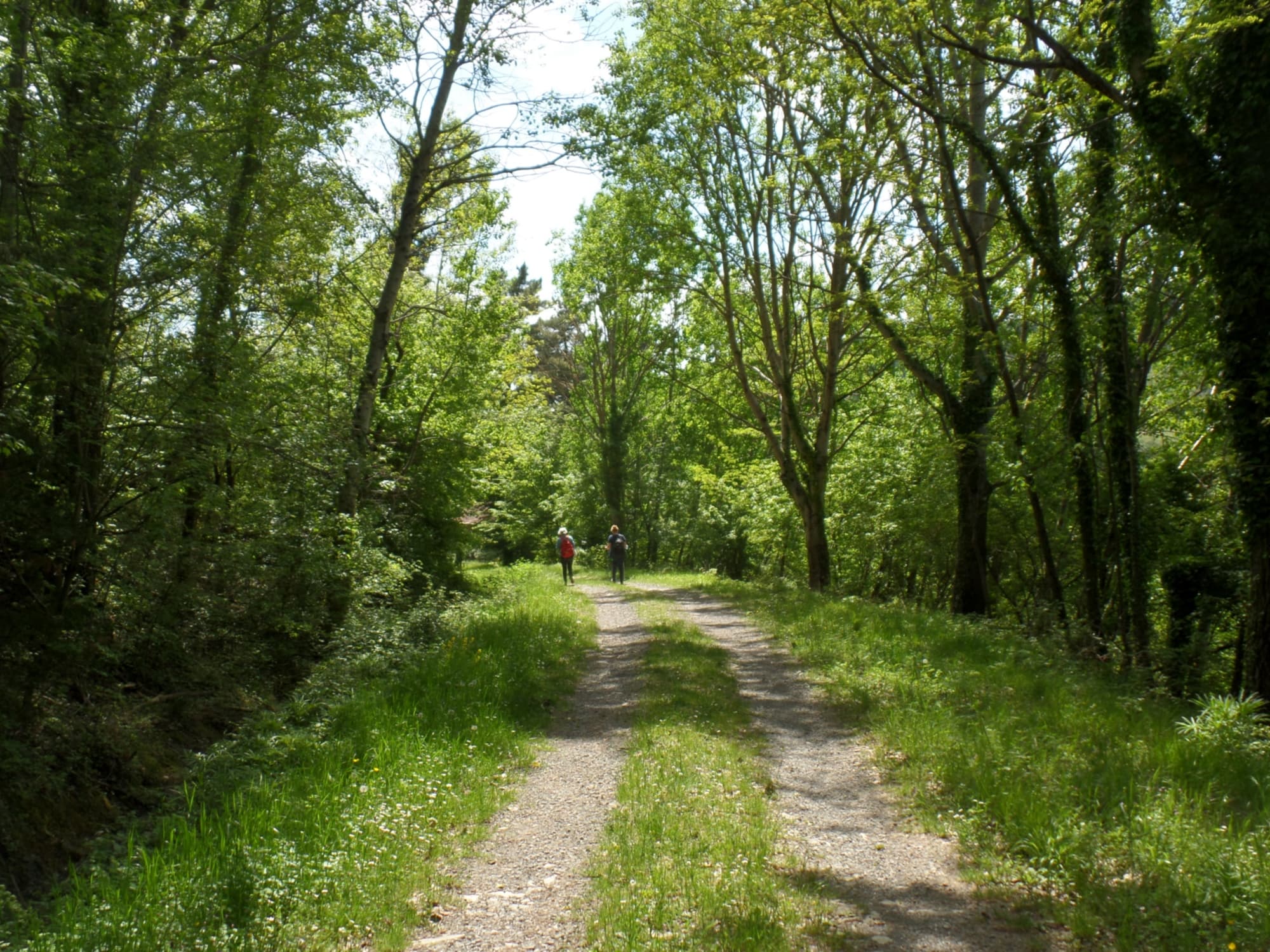 Trail in Londa