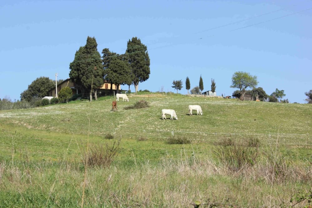 Animali al pascolo, Santa Luce