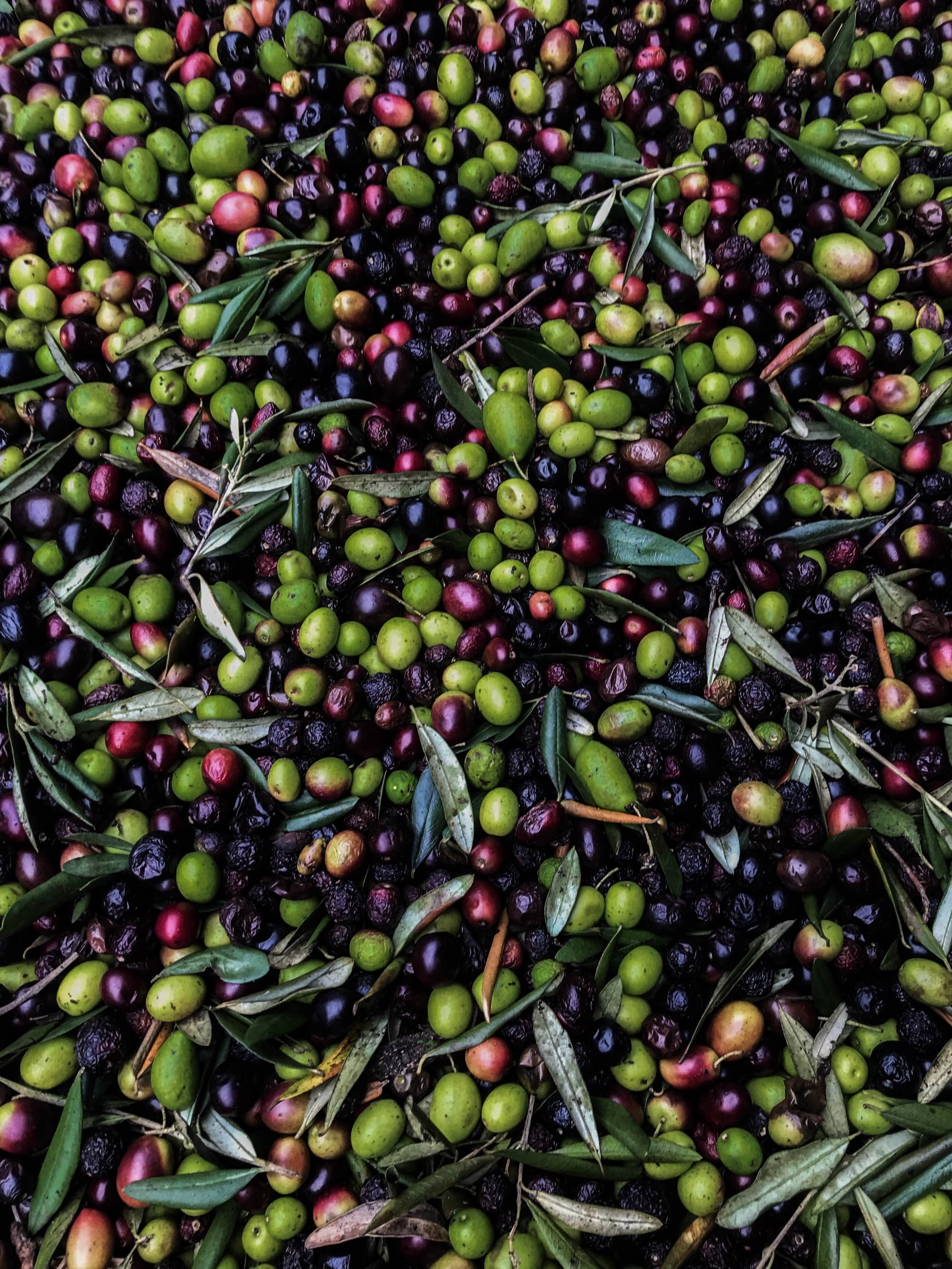 Olive appena raccolte