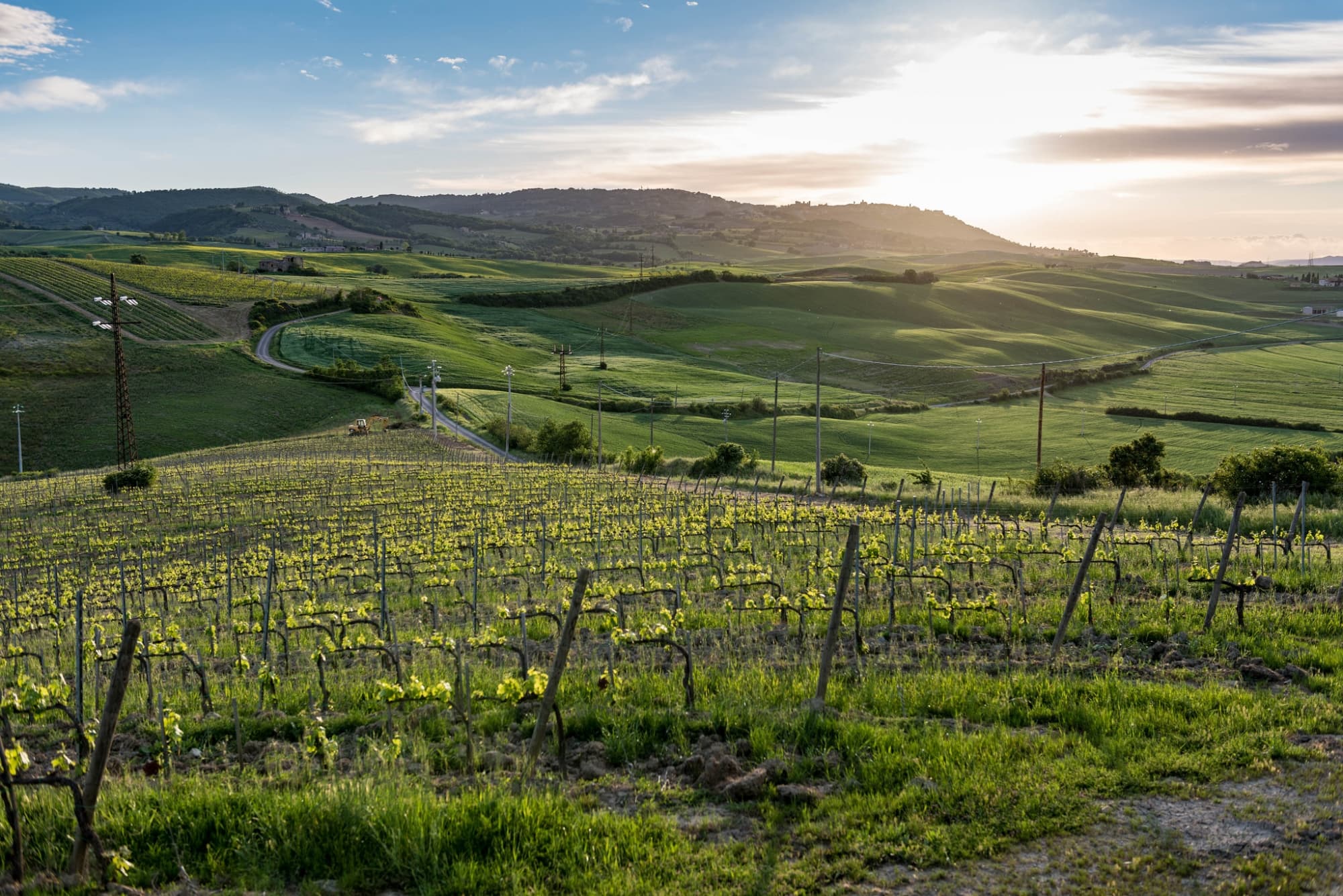 montalcino vigna