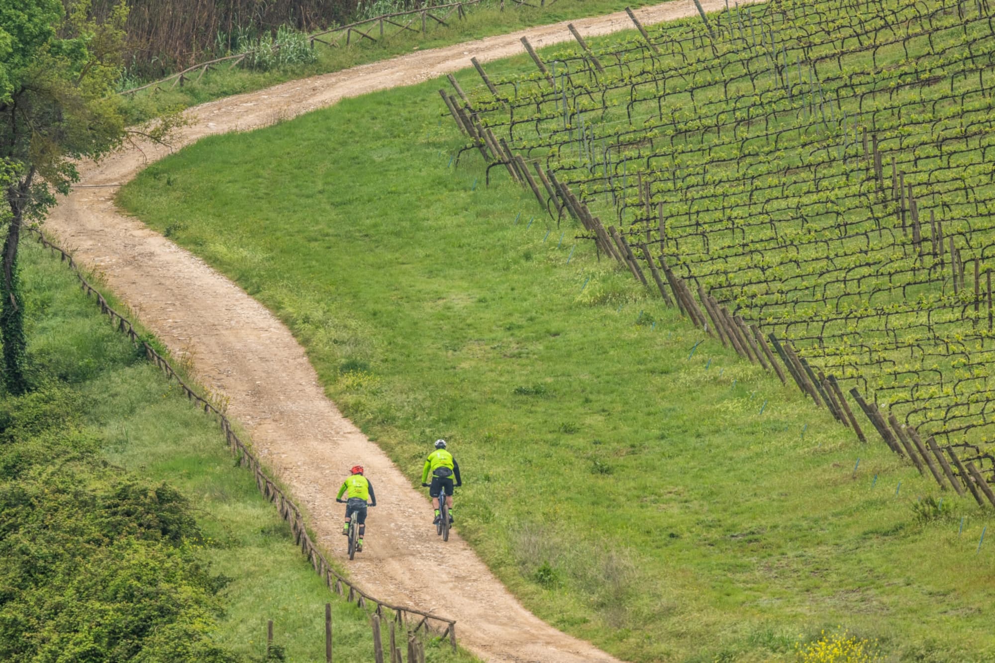 Ciclisti su strada sterrata circondata da vigneti