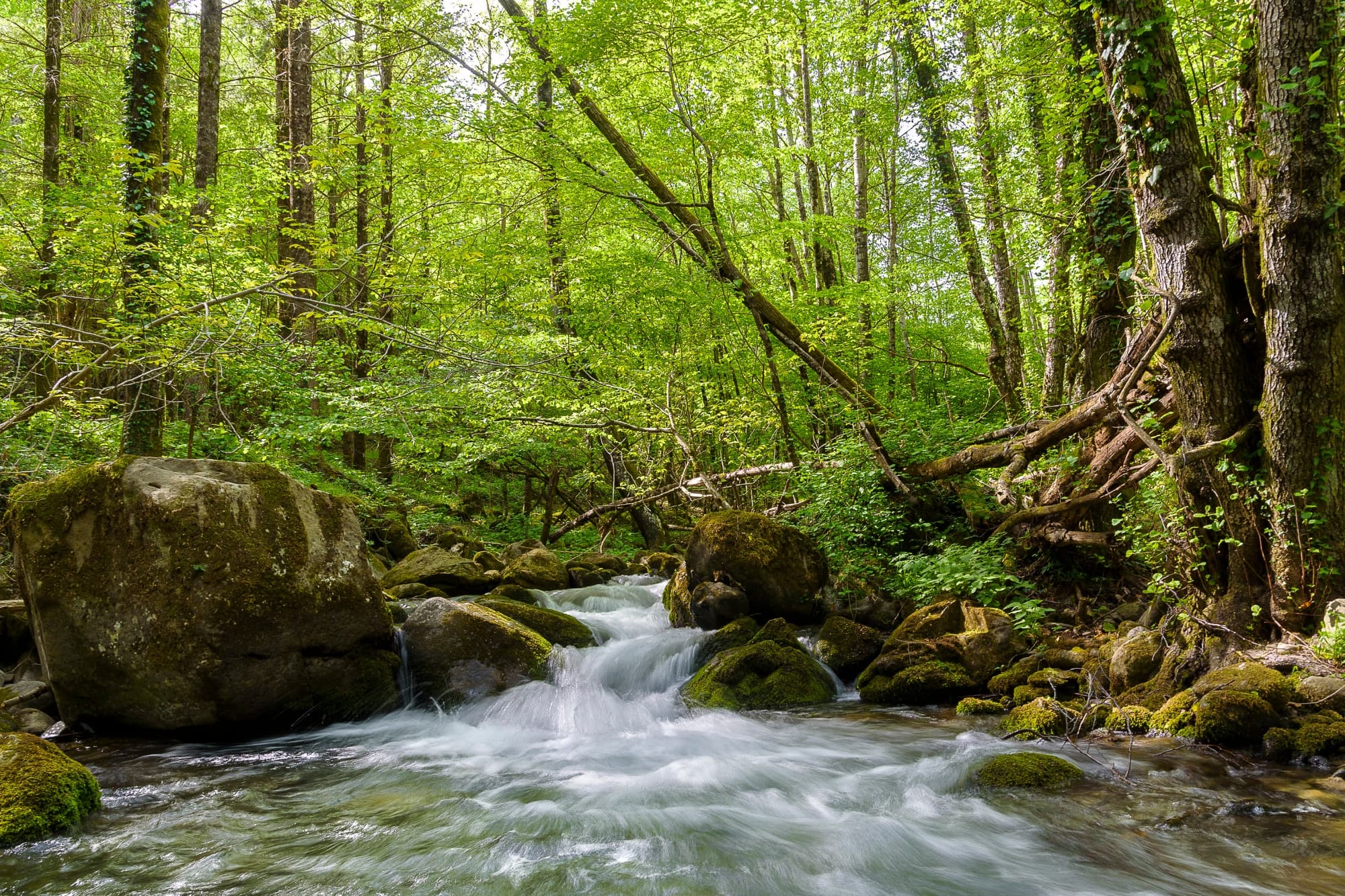 Corso d'acqua che forma una cascatella immerso nella natura delle Foreste Casentinesi